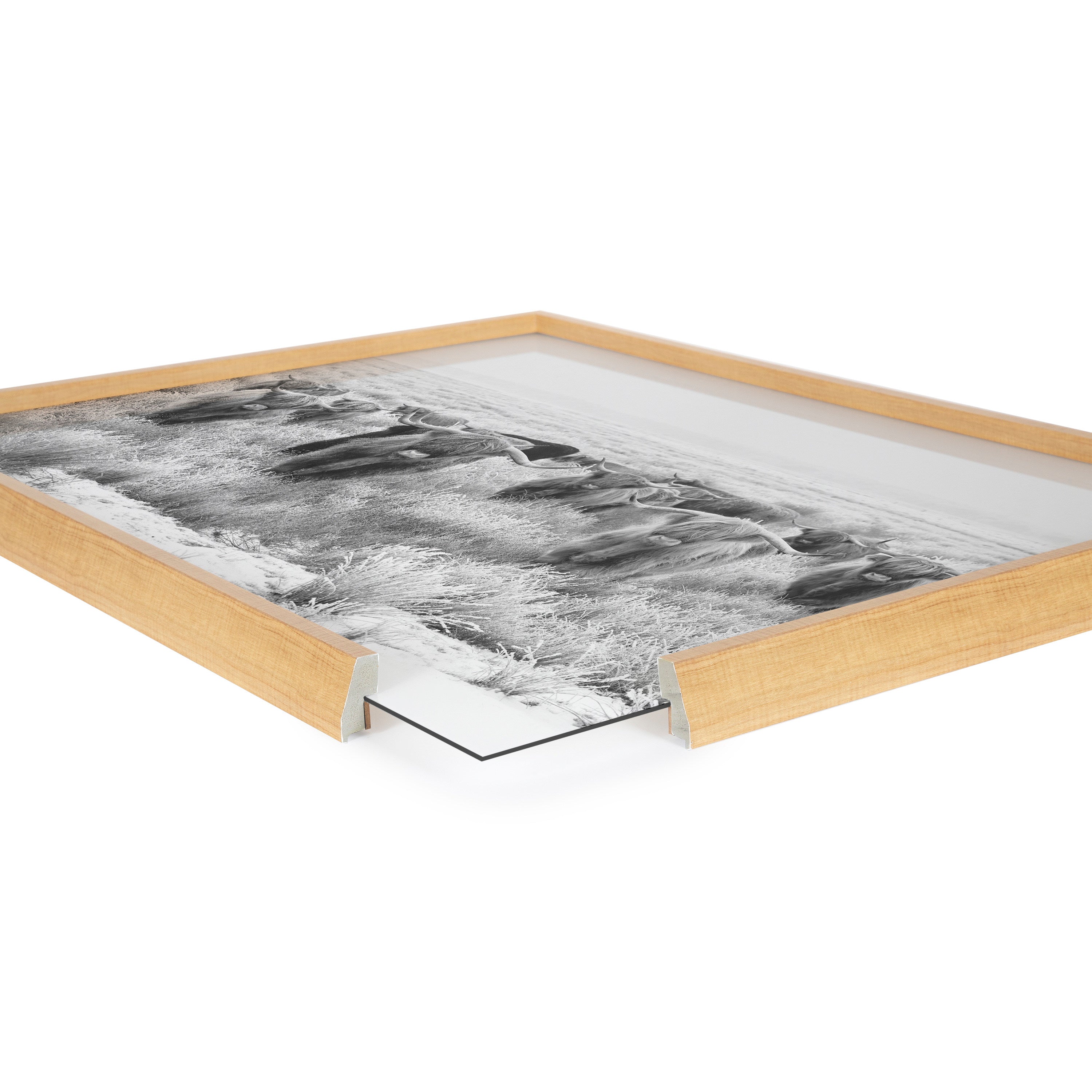 Blake Herd of Highland Cows Framed Printed Art by The Creative Bunch Studio