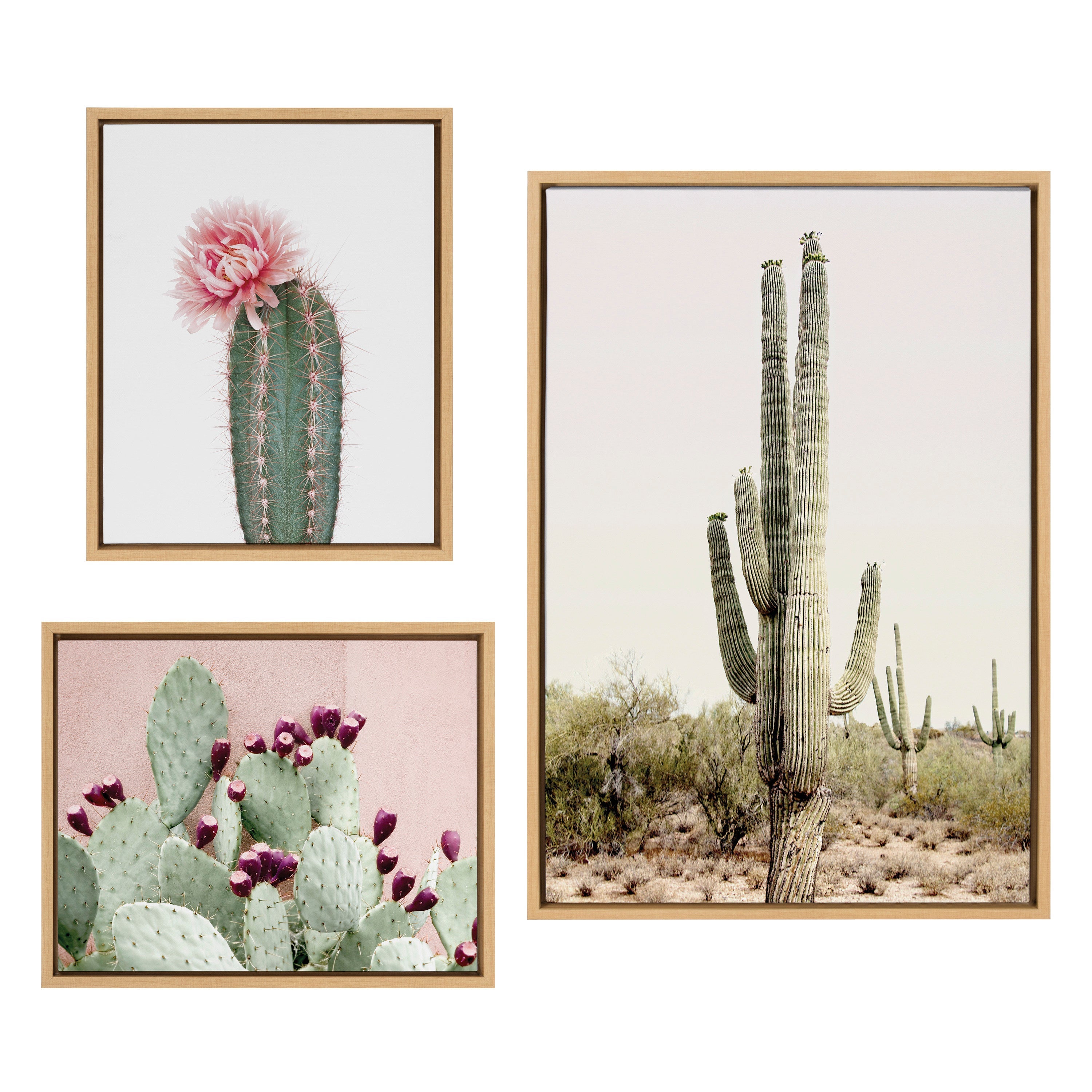 Sylvie Sunrise Cactus, Pink Cactus Flower and Cactus 25 Framed Canvas by Amy Peterson Art Studio