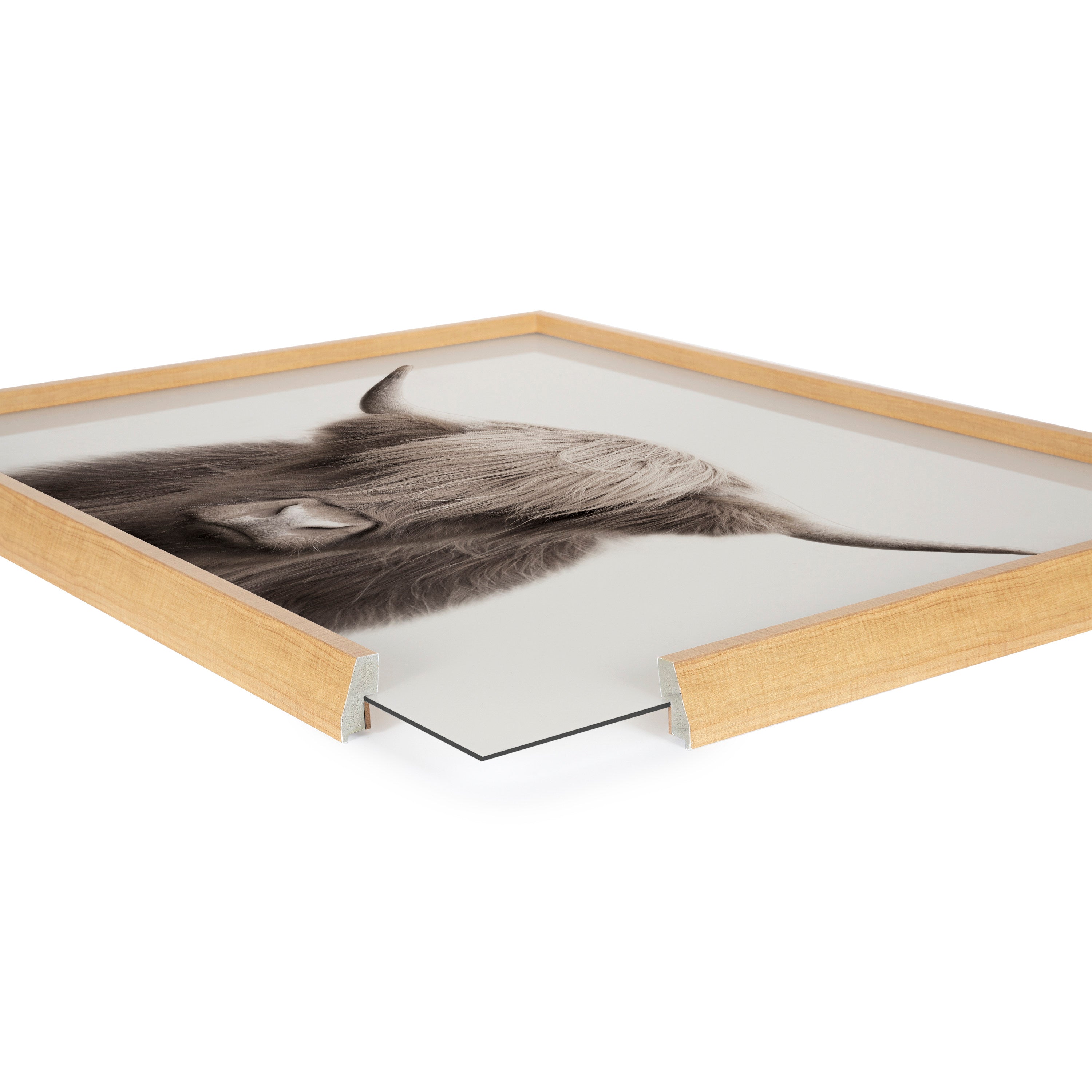 Blake Hey Dude Highland Cow Color Framed Printed Art by The Creative Bunch Studio