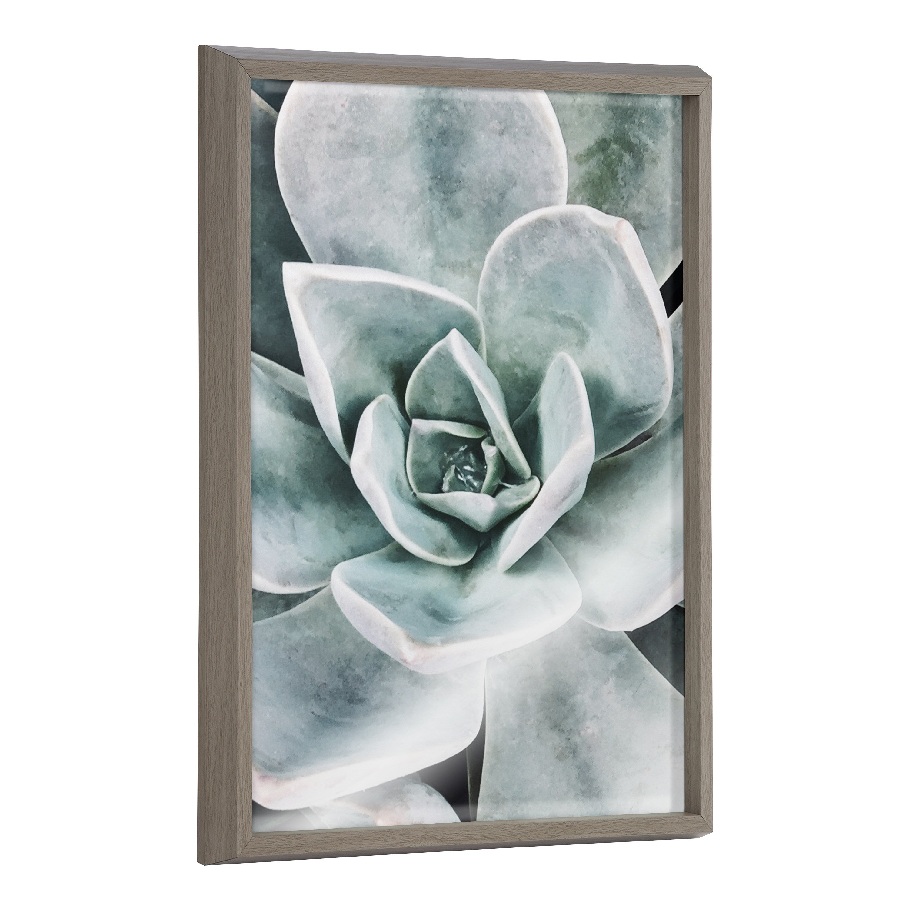 Blake Botanical Succulent Plants 3 Framed Printed Glass by The Creative Bunch Studio