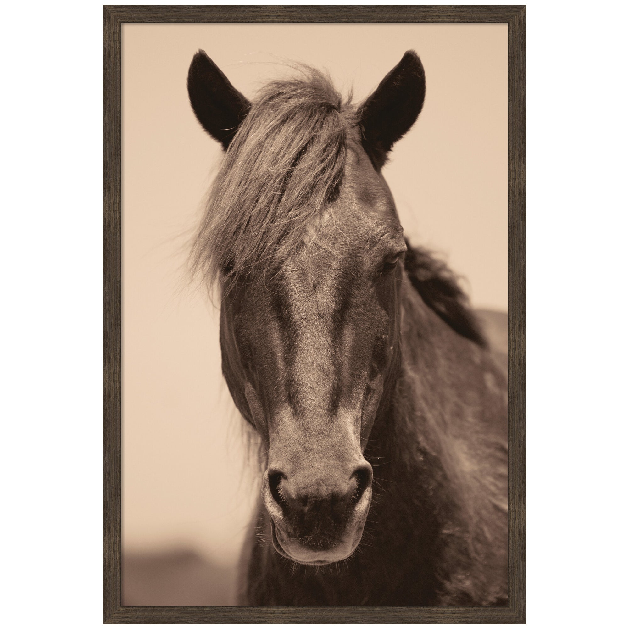 Equine Horse by Robert Cadloff Framed Wall Art Print