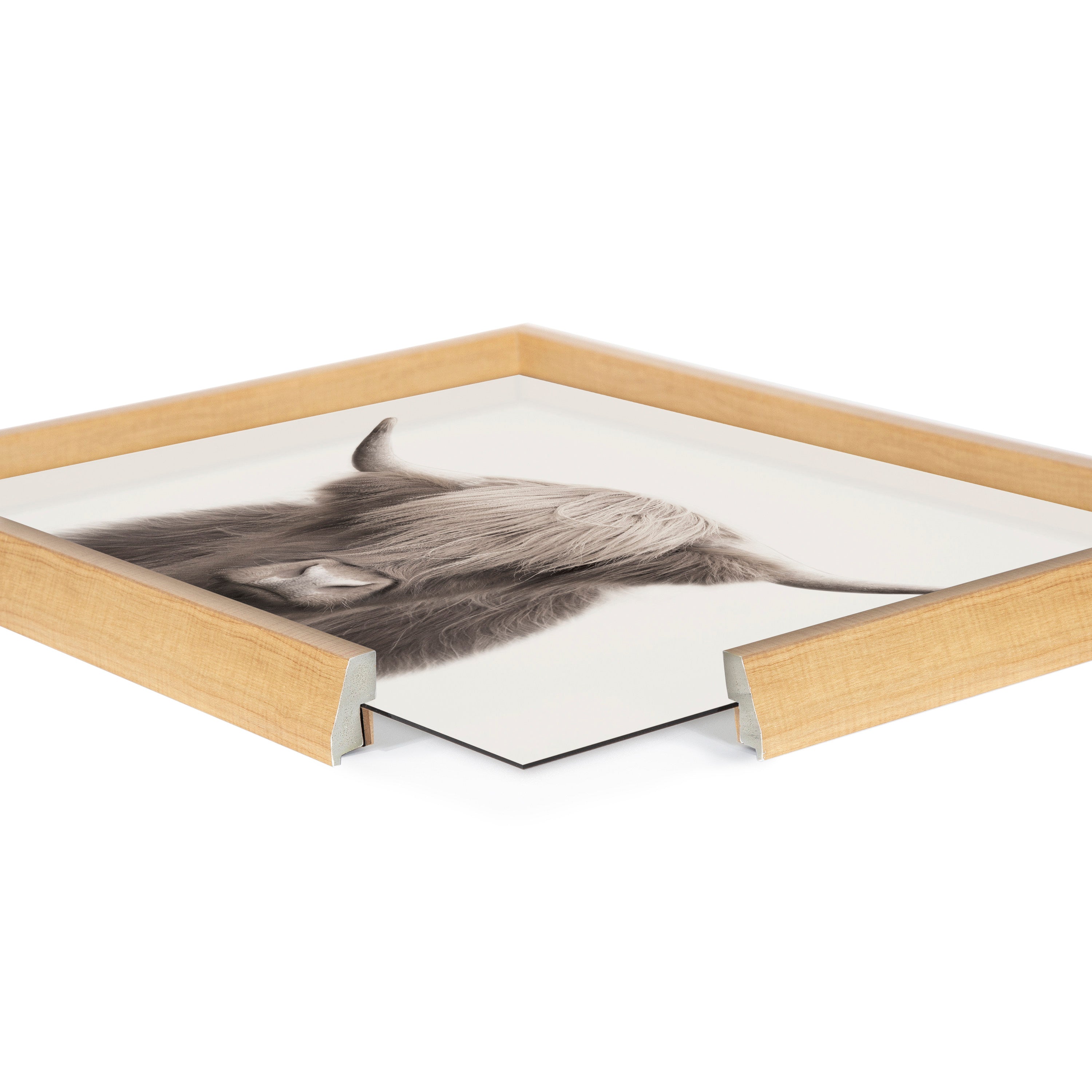 Blake Hey Dude Highland Cow Color Framed Printed Art by The Creative Bunch Studio