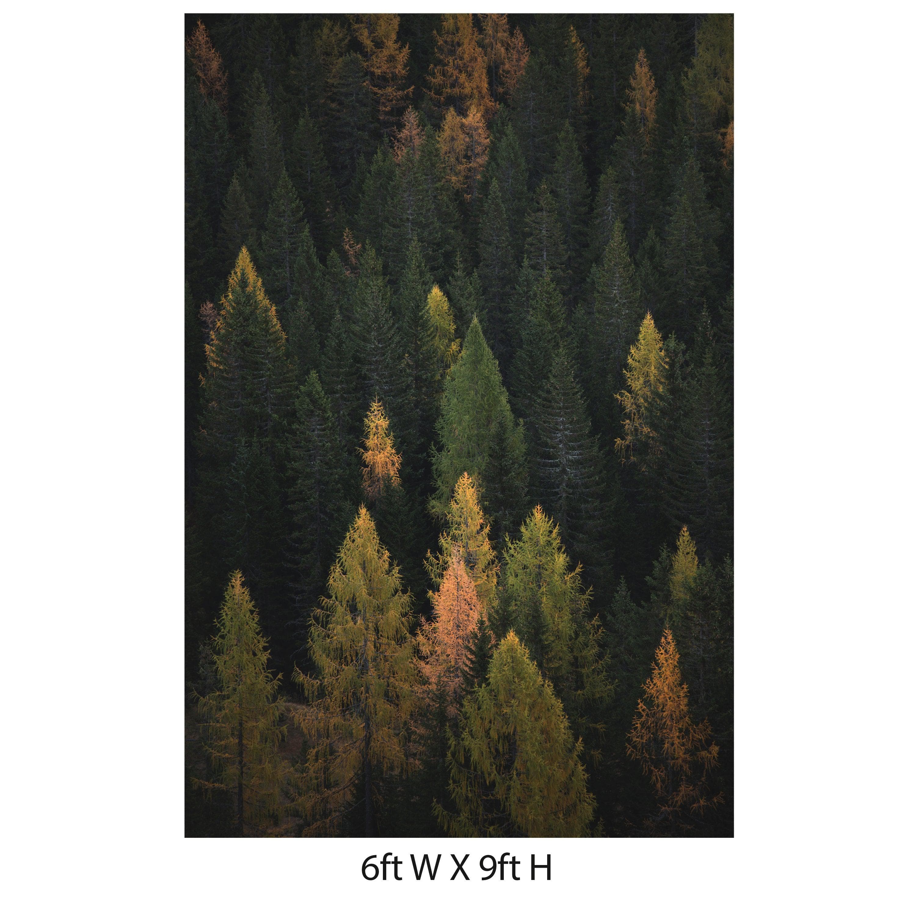 Enchanted Forest Tree Woodland Peel and Stick Wallpaper | Removable Wall Mural #6203