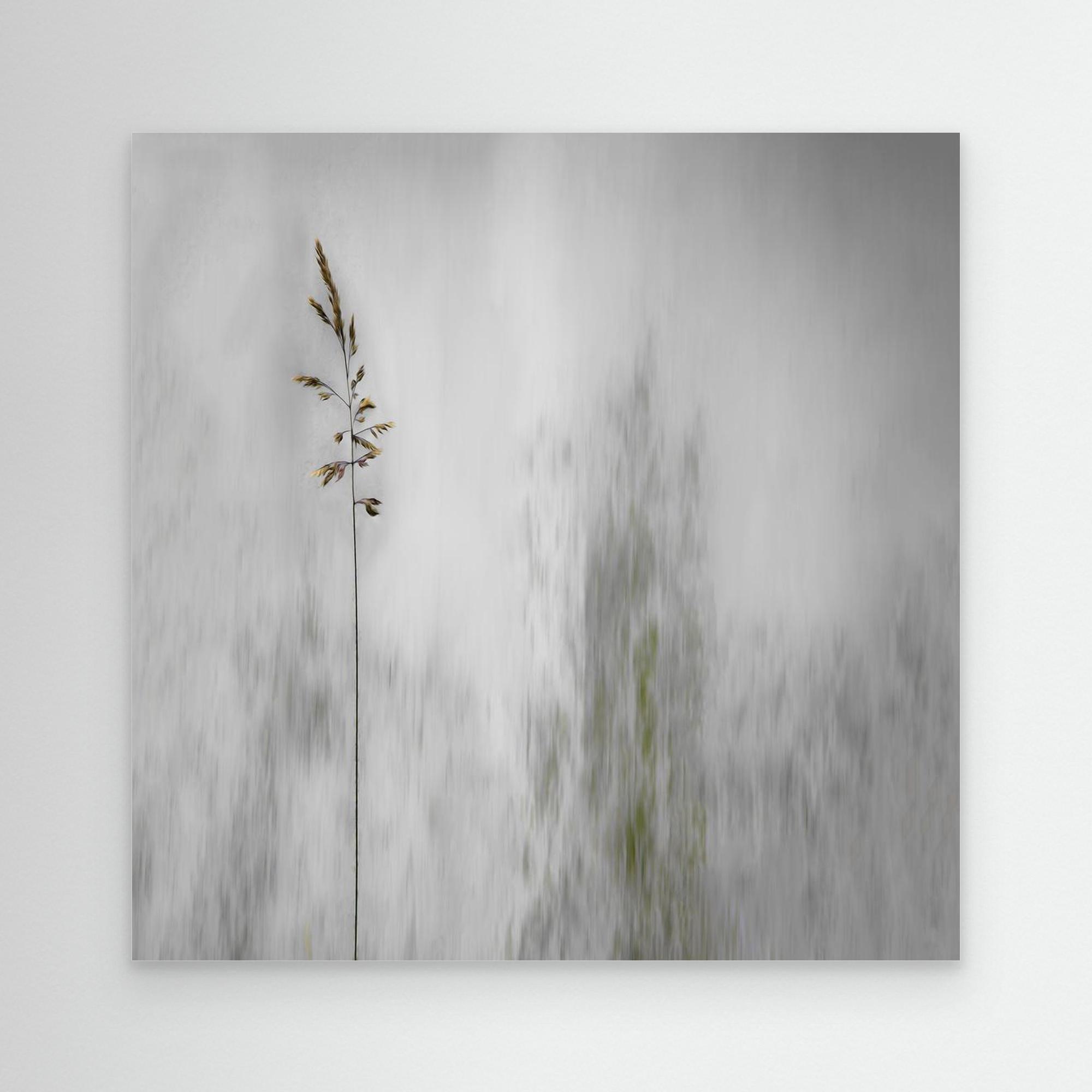 blade of grass by Gilbert Claes