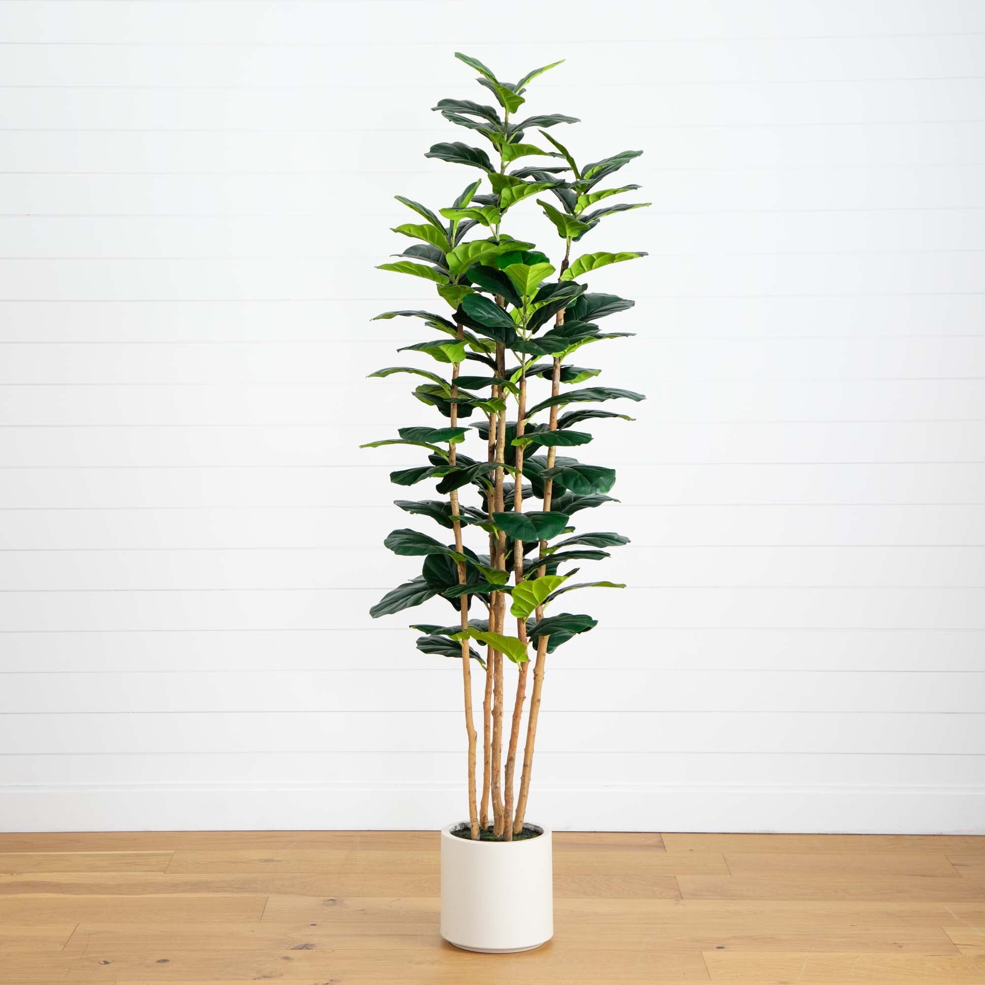 Artificial Fiddle Leaf Tree in White Planter - 7'-0