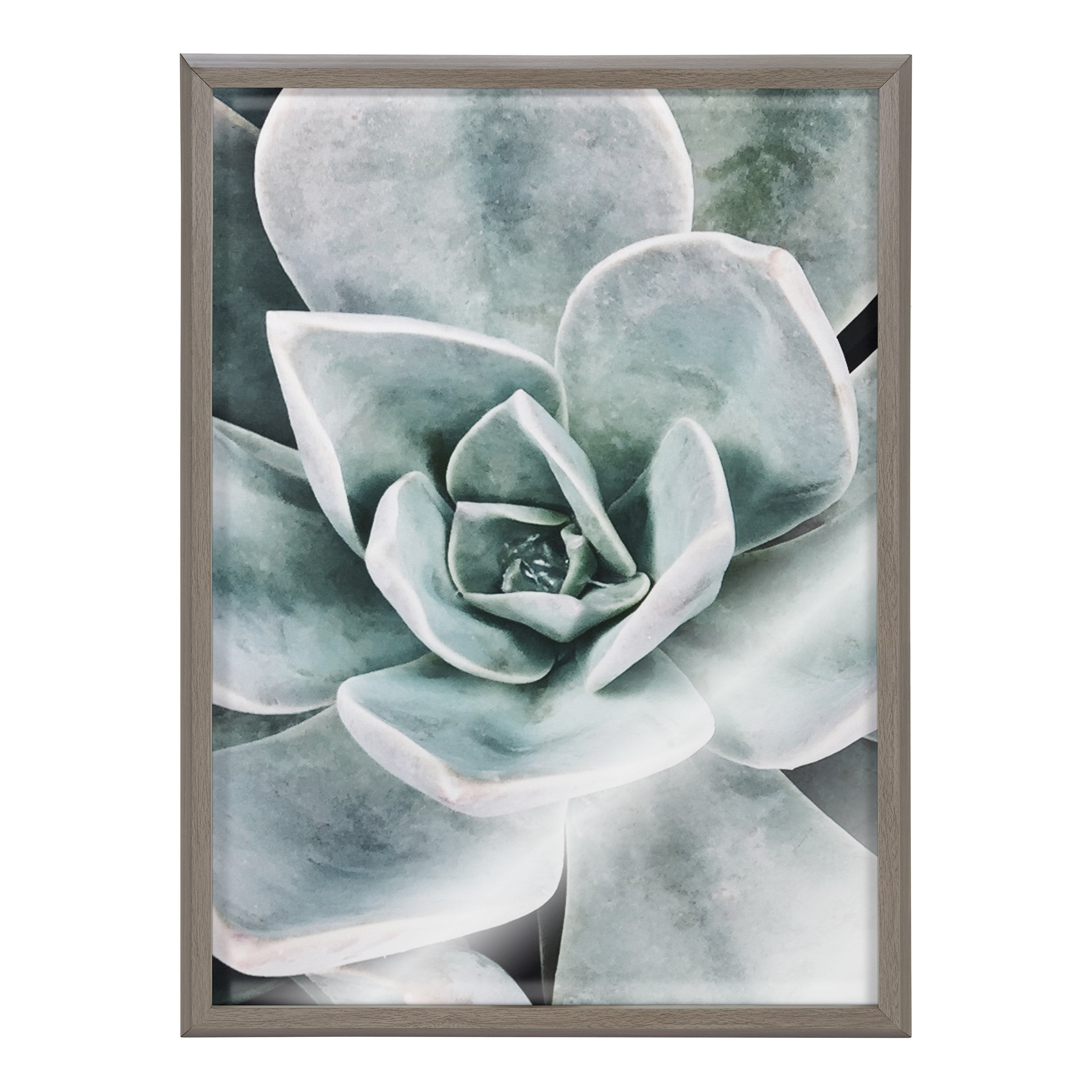 Blake Botanical Succulent Plants 3 Framed Printed Glass by The Creative Bunch Studio