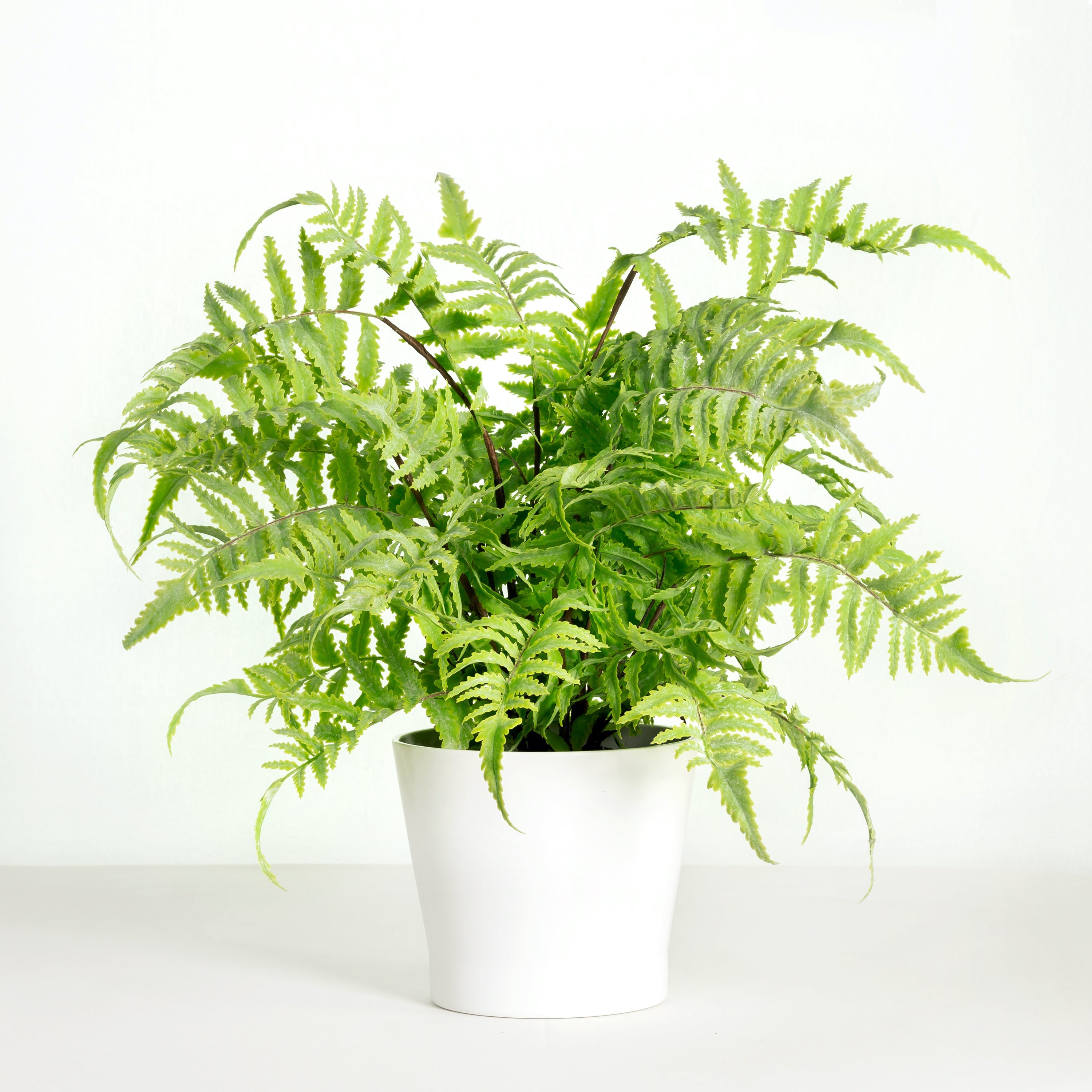 Artificial fern plant in white planter - 18"-0