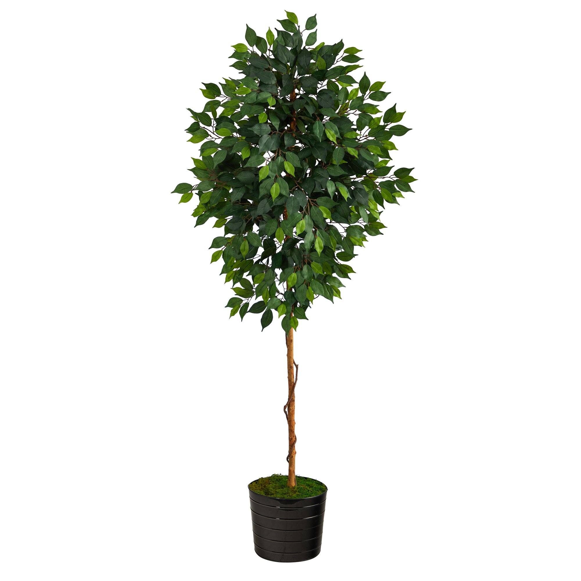 Faux Ficus Tree in Black Planter, 74”-0