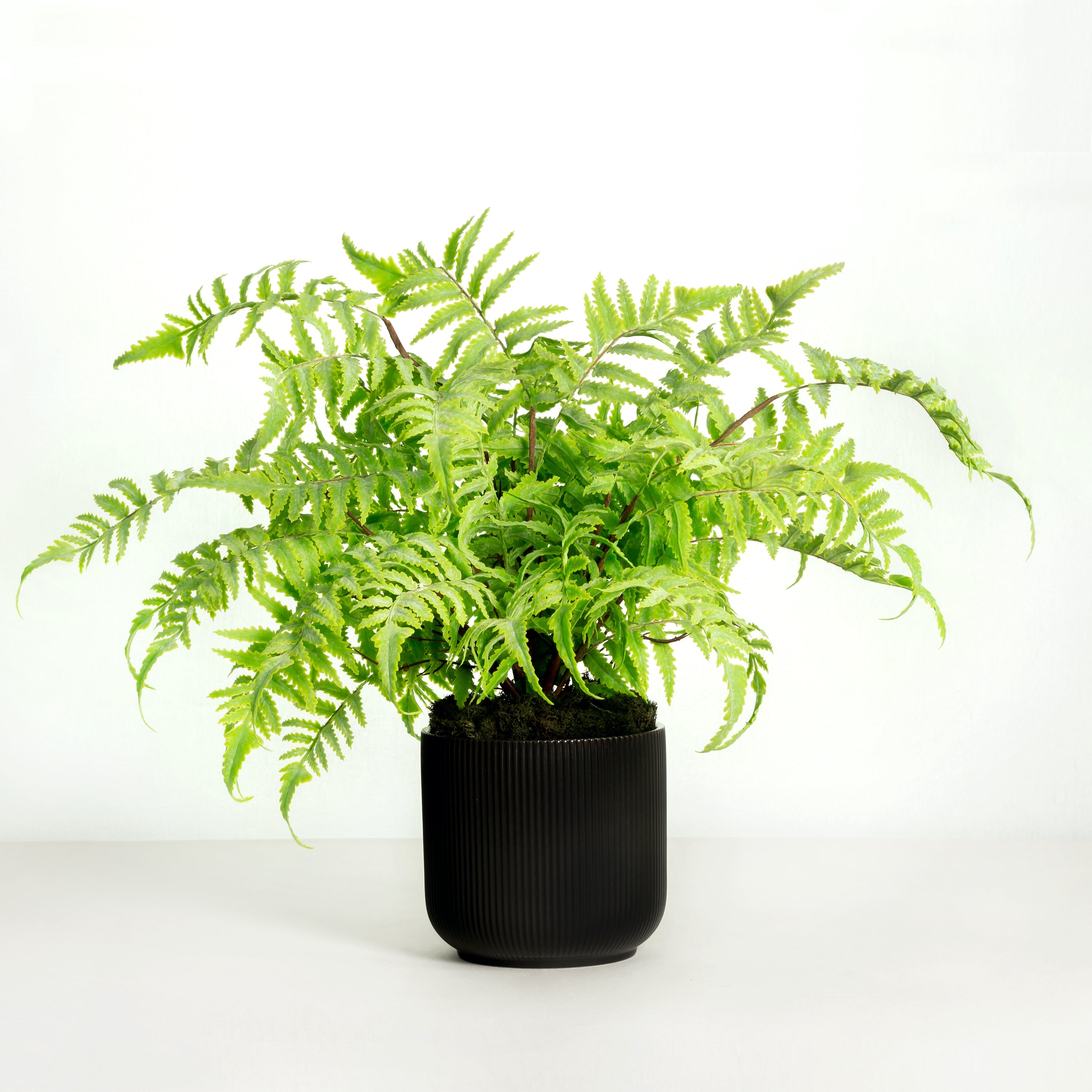 Artificial fern plant in black pot - 18"-0