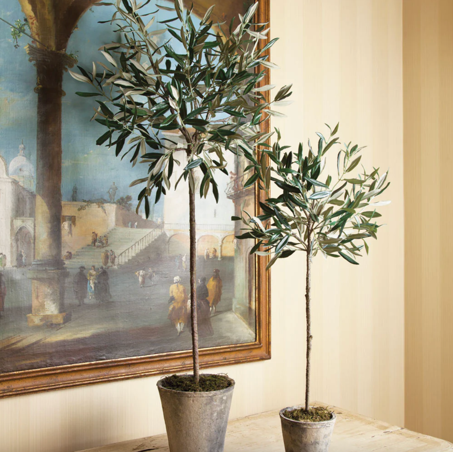 Olive Tree Potted-4
