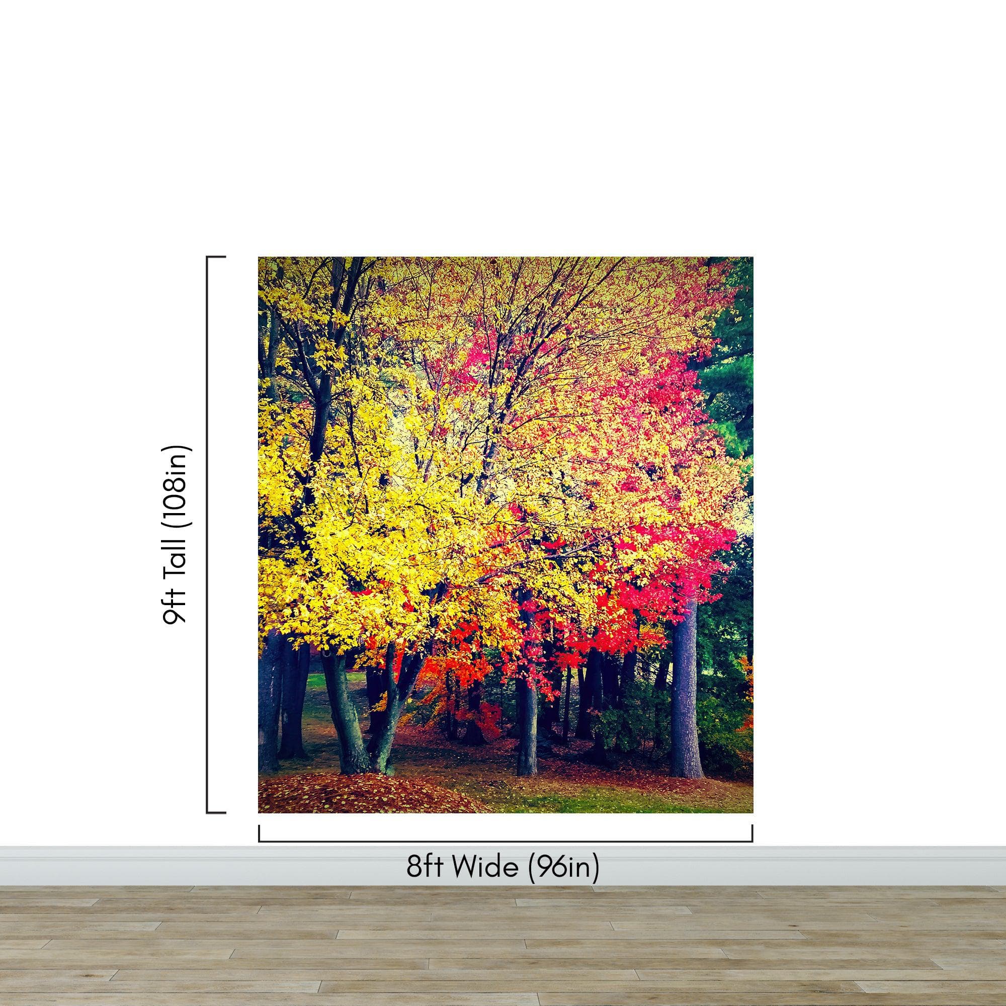 Colorful Autumn Trees Wallpaper Mural. #6981