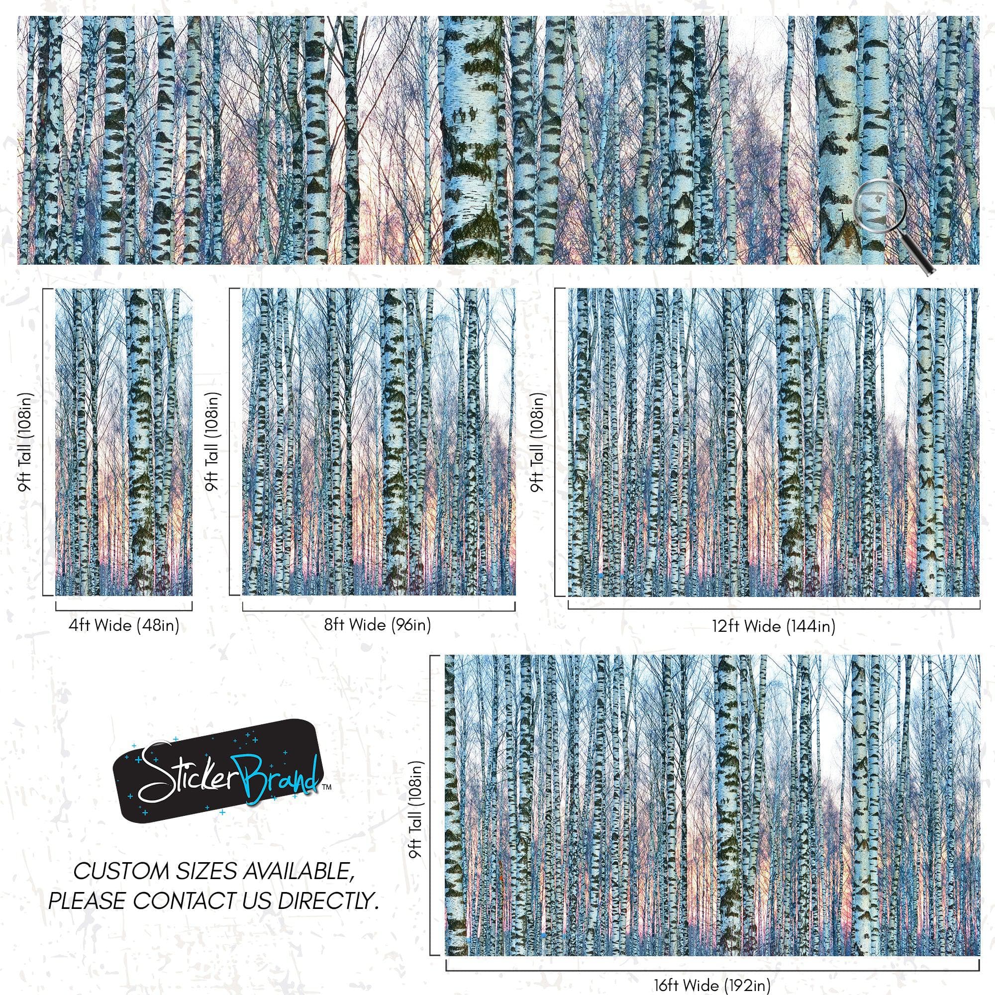 White Birch Tree Forest Wall Mural Wallpaper. Sunset Scenery. #6246
