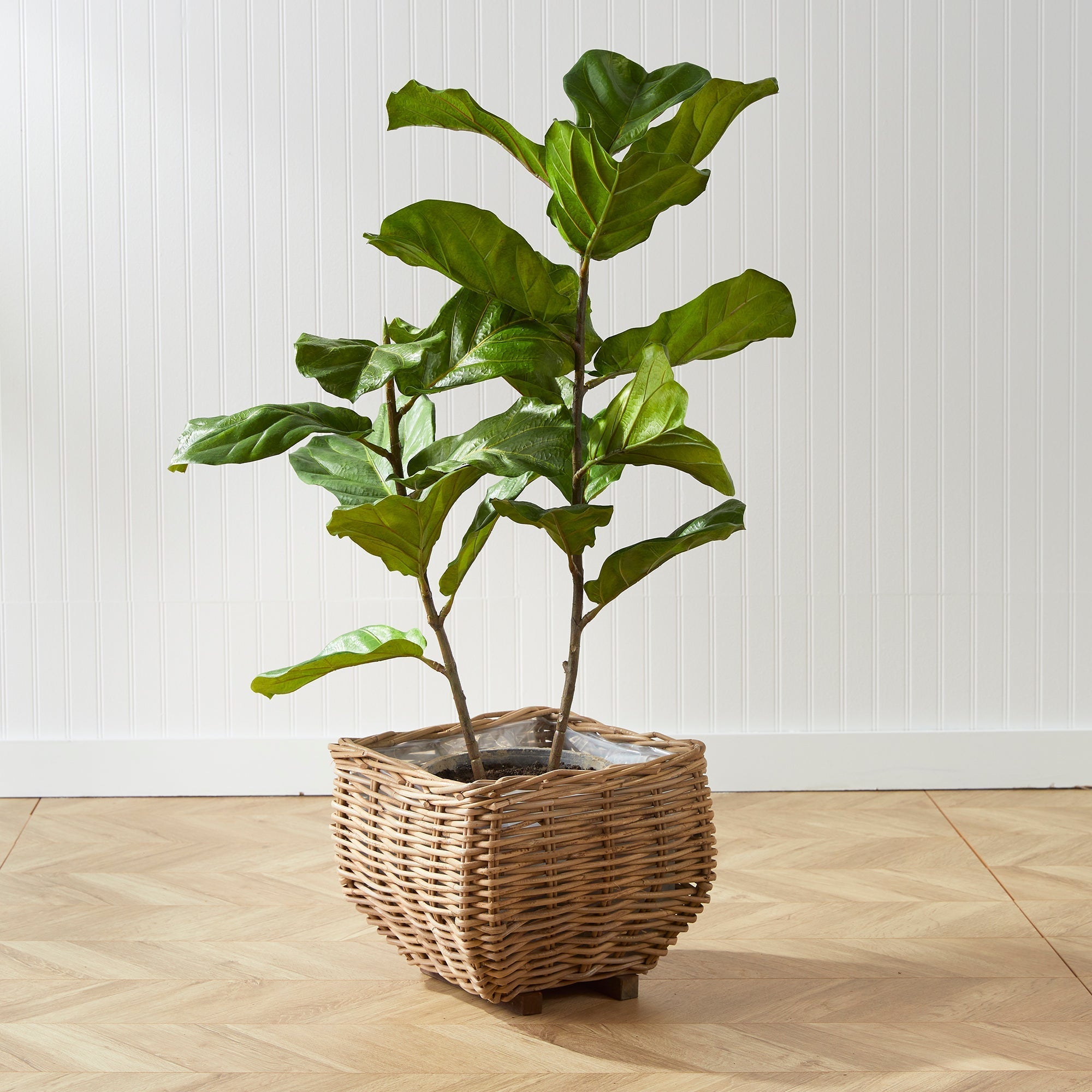Fiddle Leaf Fig Tree 43"-1