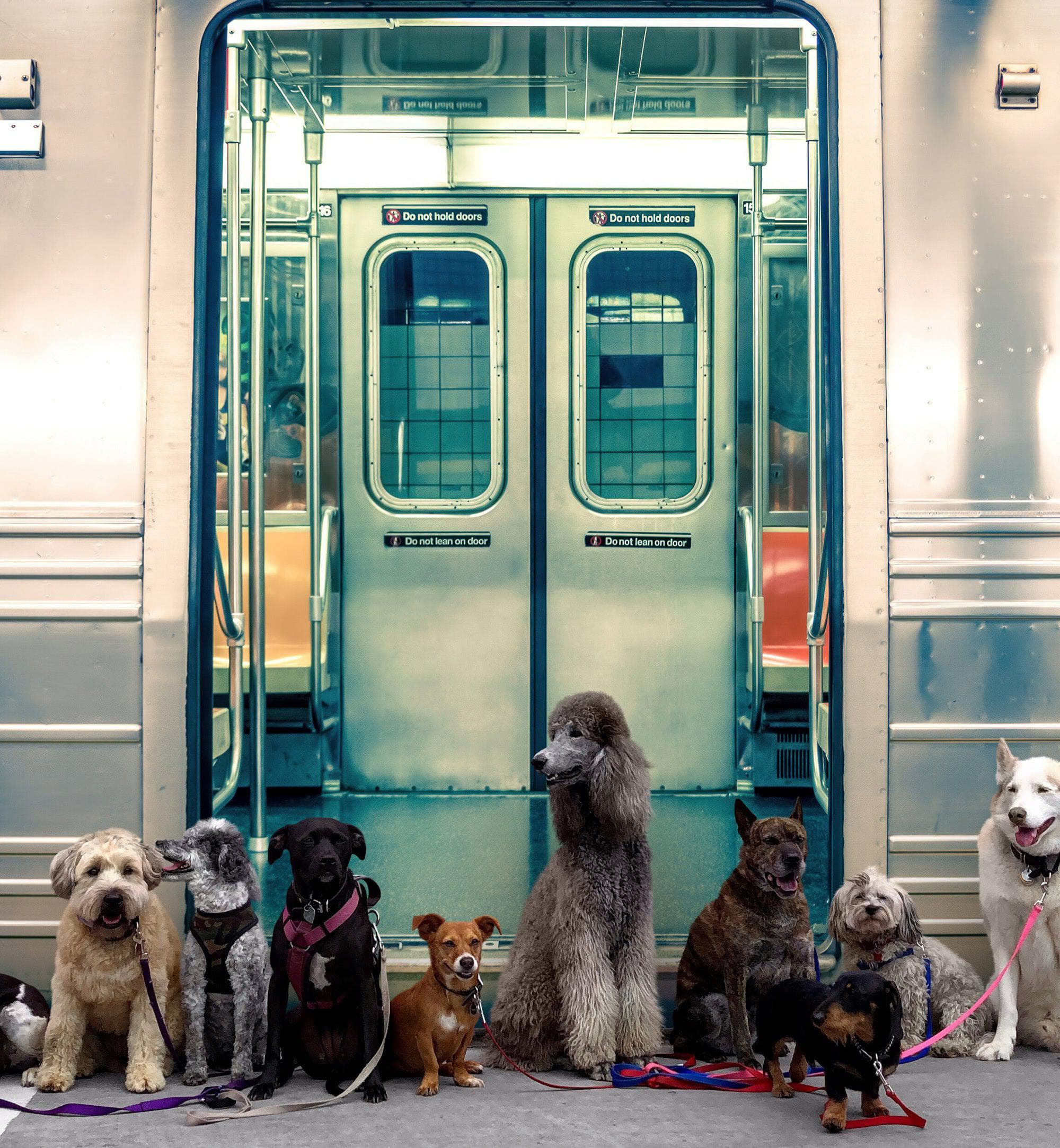 Subway Train Wall Mural Wallpaper. Urban NYC Decor. #6775