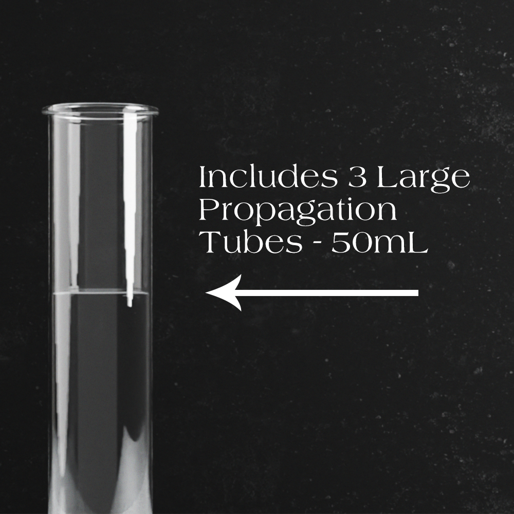 Dynamic Propagation Station-3