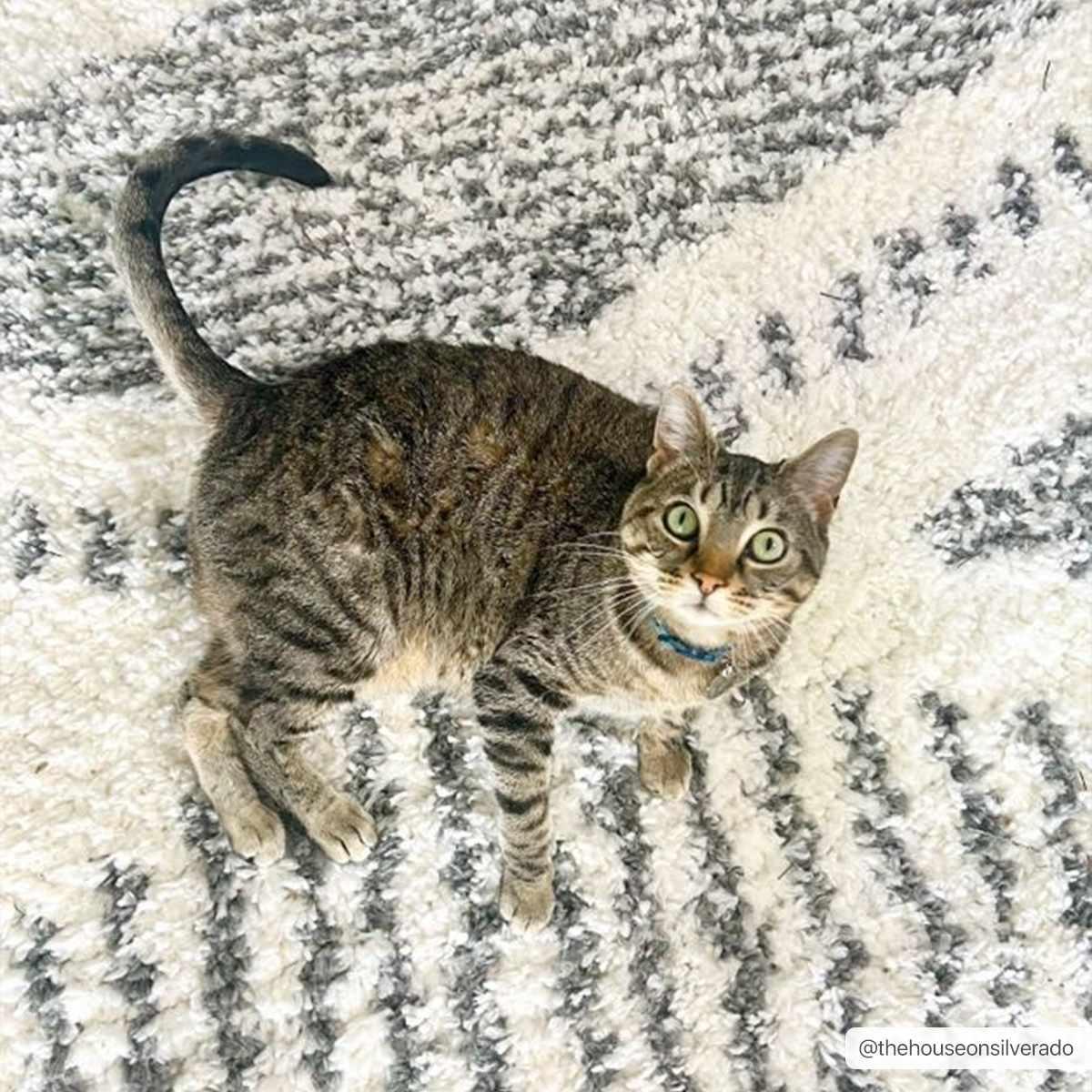 Trunding Plush Area Rug - PRHOMZ