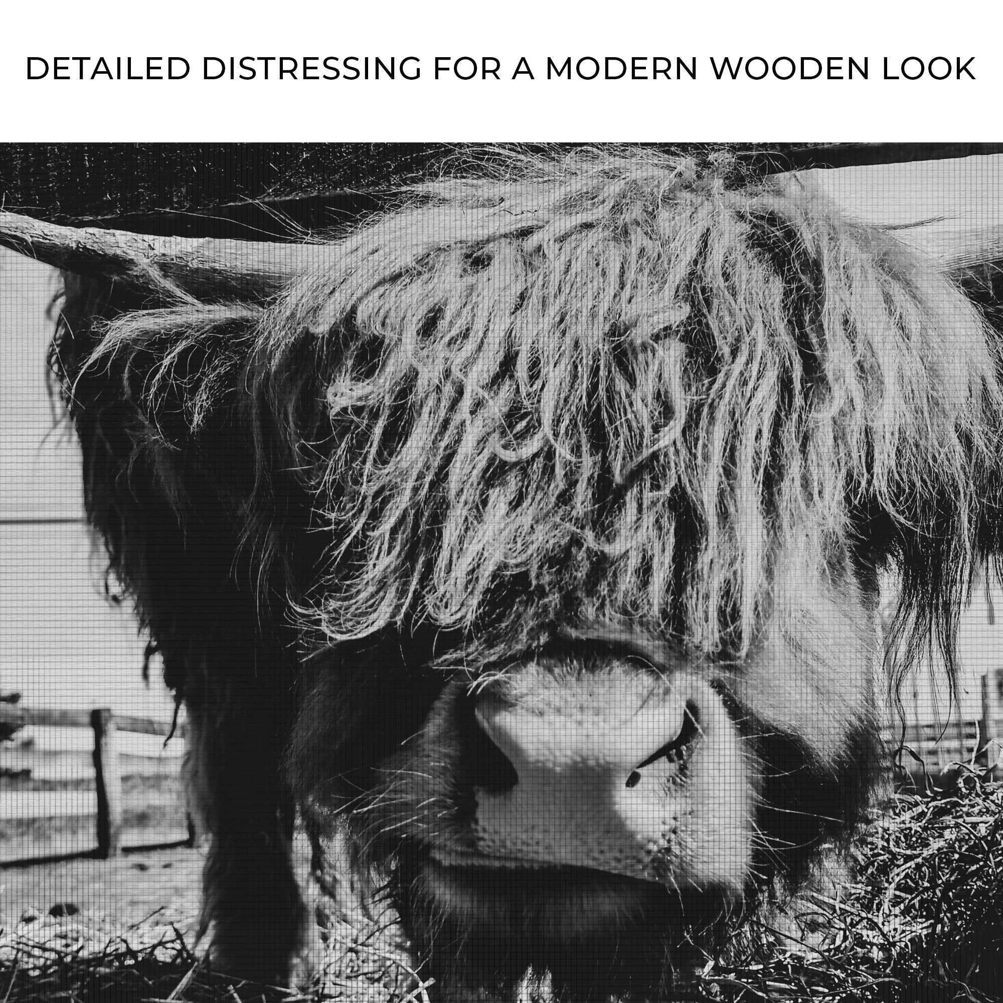 Curious Highland Cattle Monochrome Canvas Wall Art