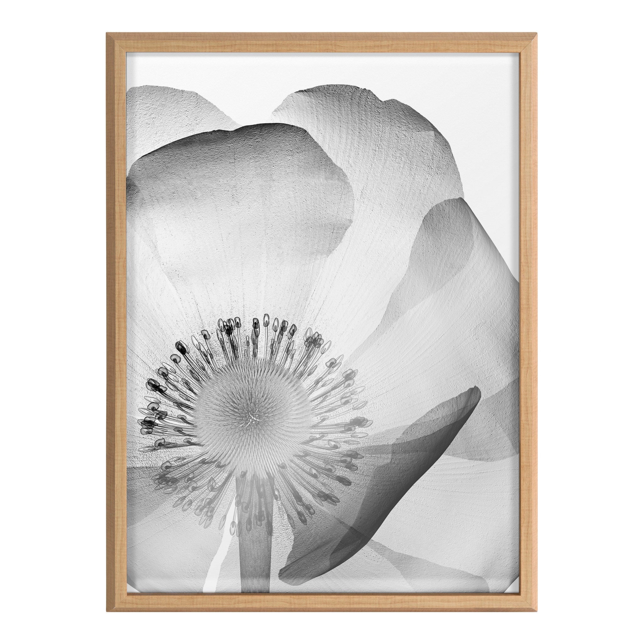 Blake Poppy X Ray Floral 2 BW Framed Printed Art by The Creative Bunch Studio