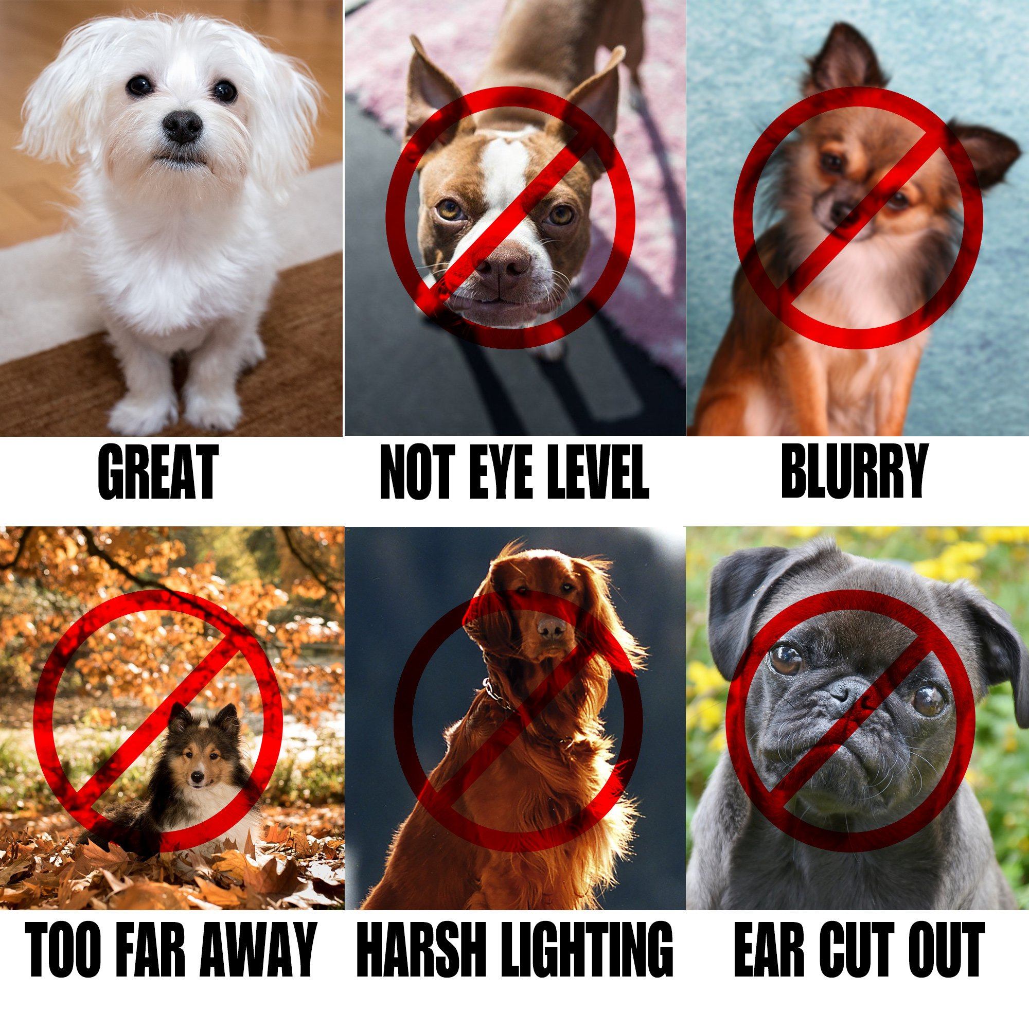 Dog Mugshot Custom Pet Mugshot of your Dog, Cat or Pet