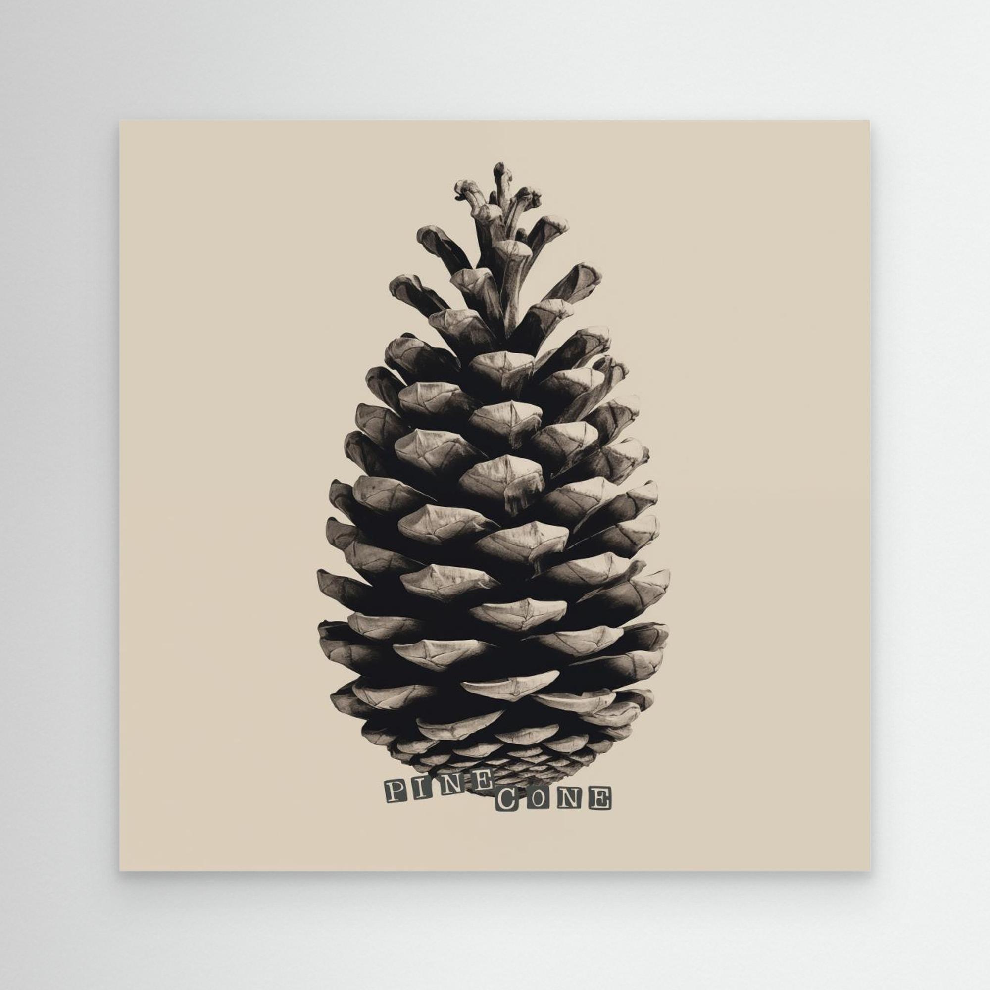 Pine Cone by Andreas Magnusson
