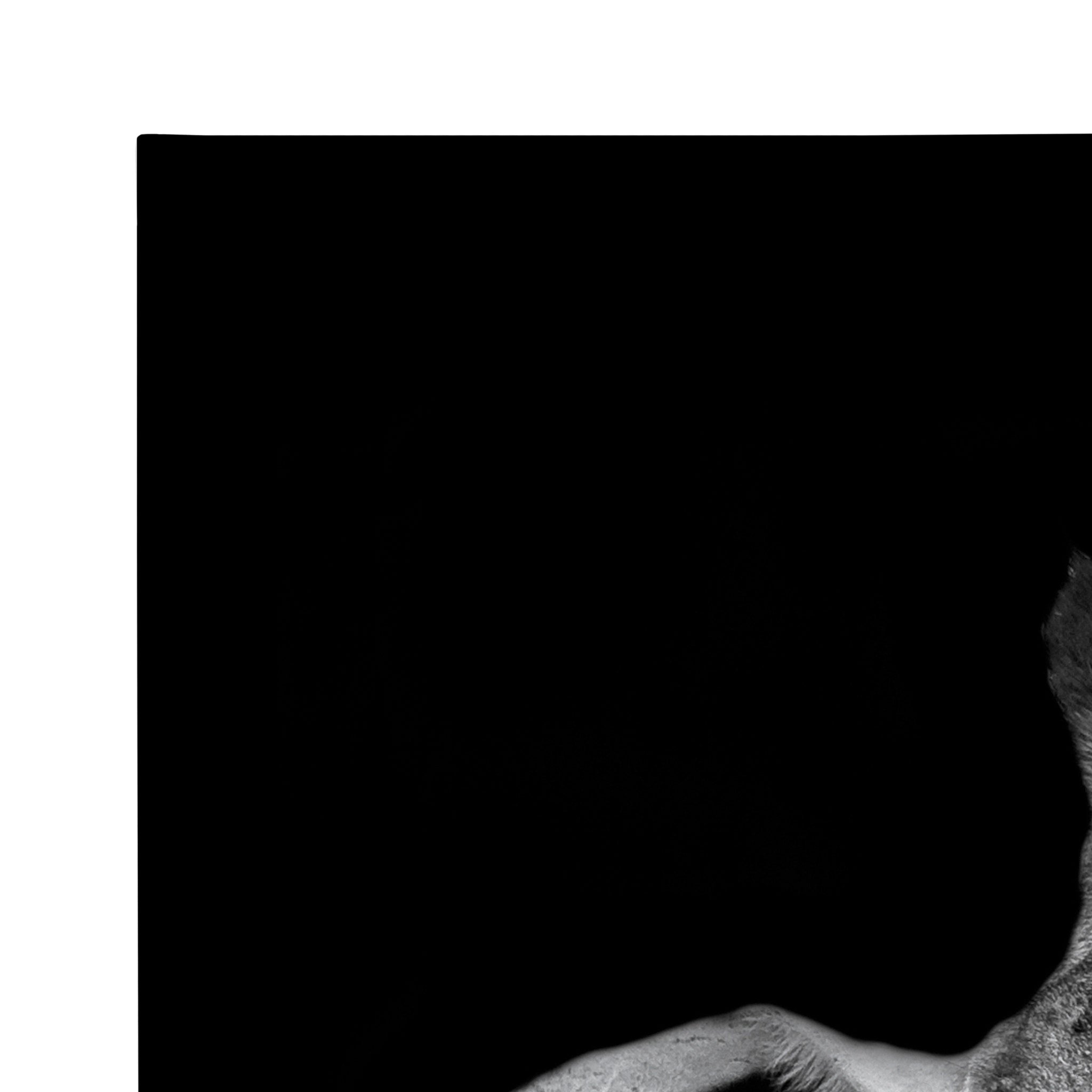 Minimalist Animal Portrait on Black Canvas by The Creative Bunch Studio