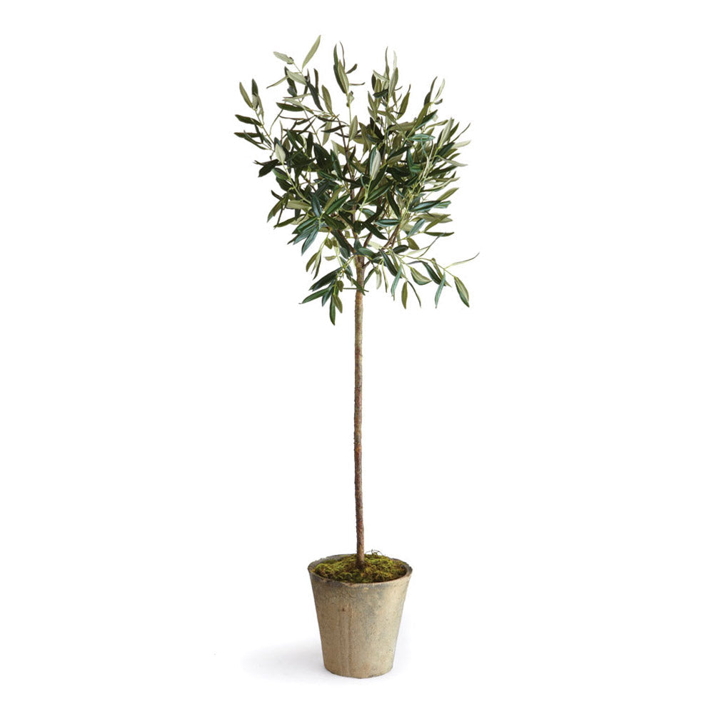 Olive Tree Potted-1