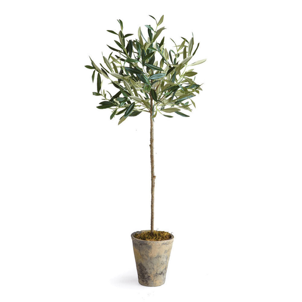 Olive Tree Potted-0