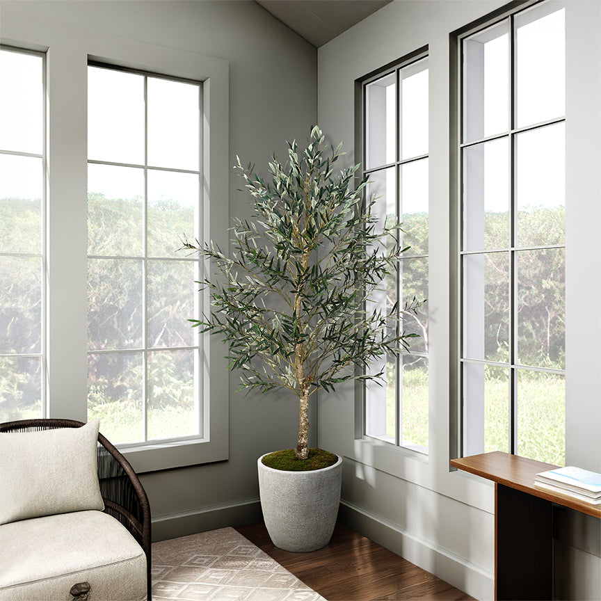 Olive Tree in Planter 7.5'-1