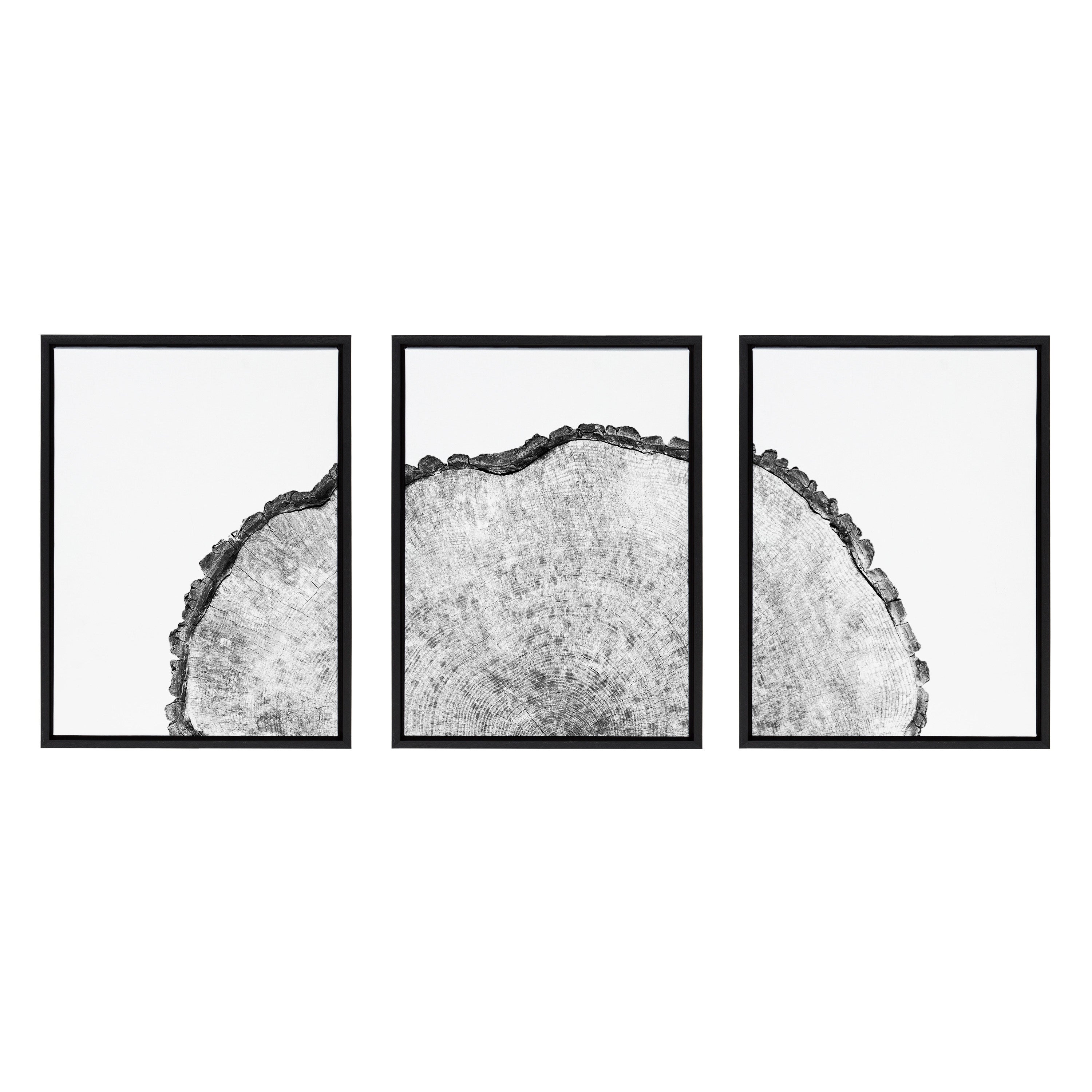 Sylvie Tree Rings Set Framed Canvas by Emiko and Mark Franzen of F2Images