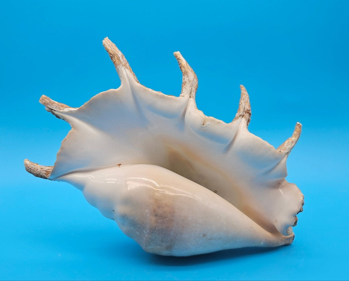 Large Lambis Truncata Giant Spider Conch Shell with Perio