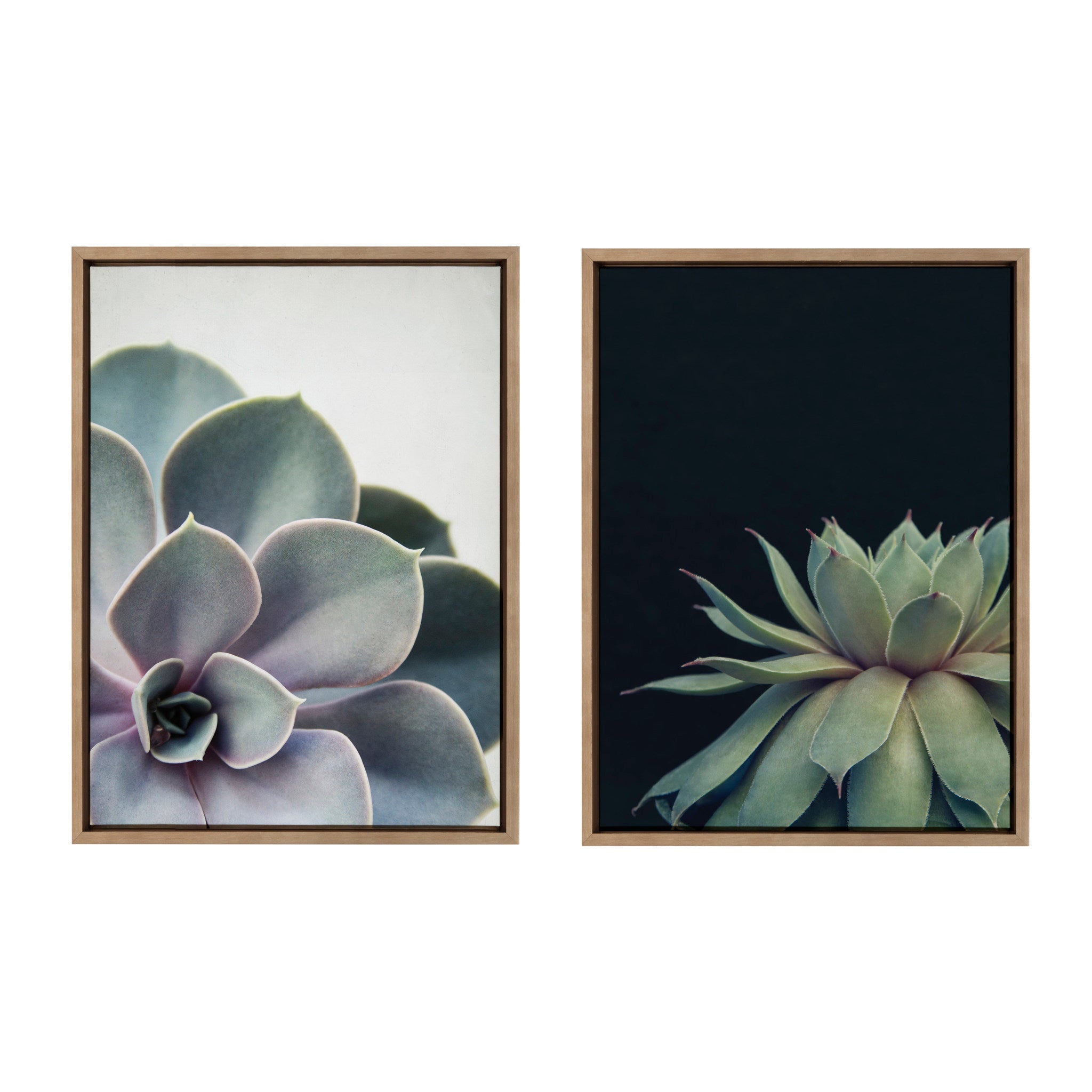 Sylvie Succulent 5 and Succulent 8 Framed Canvas by Emiko and Mark Franzen of F2Images