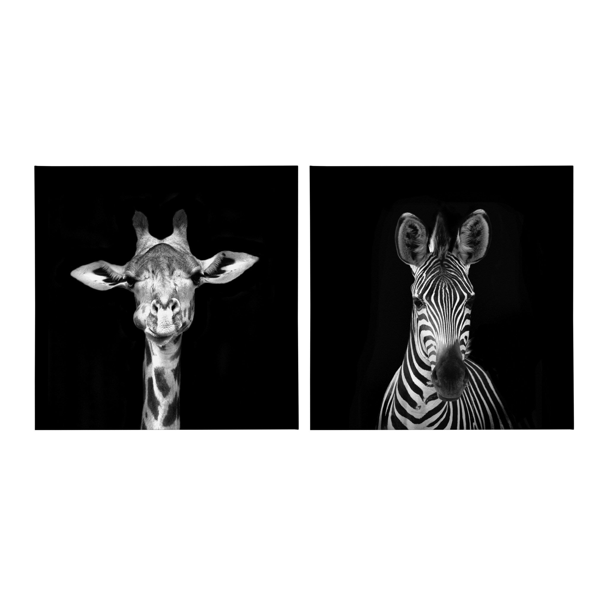 Minimalist Animal Portrait on Black Canvas by The Creative Bunch Studio