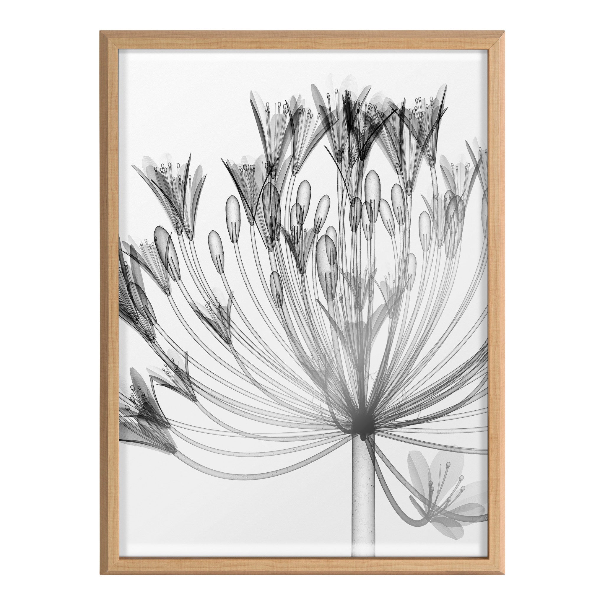 Blake Bell Agapanthus X Ray Floral BW Framed Printed Art by The Creative Bunch Studio