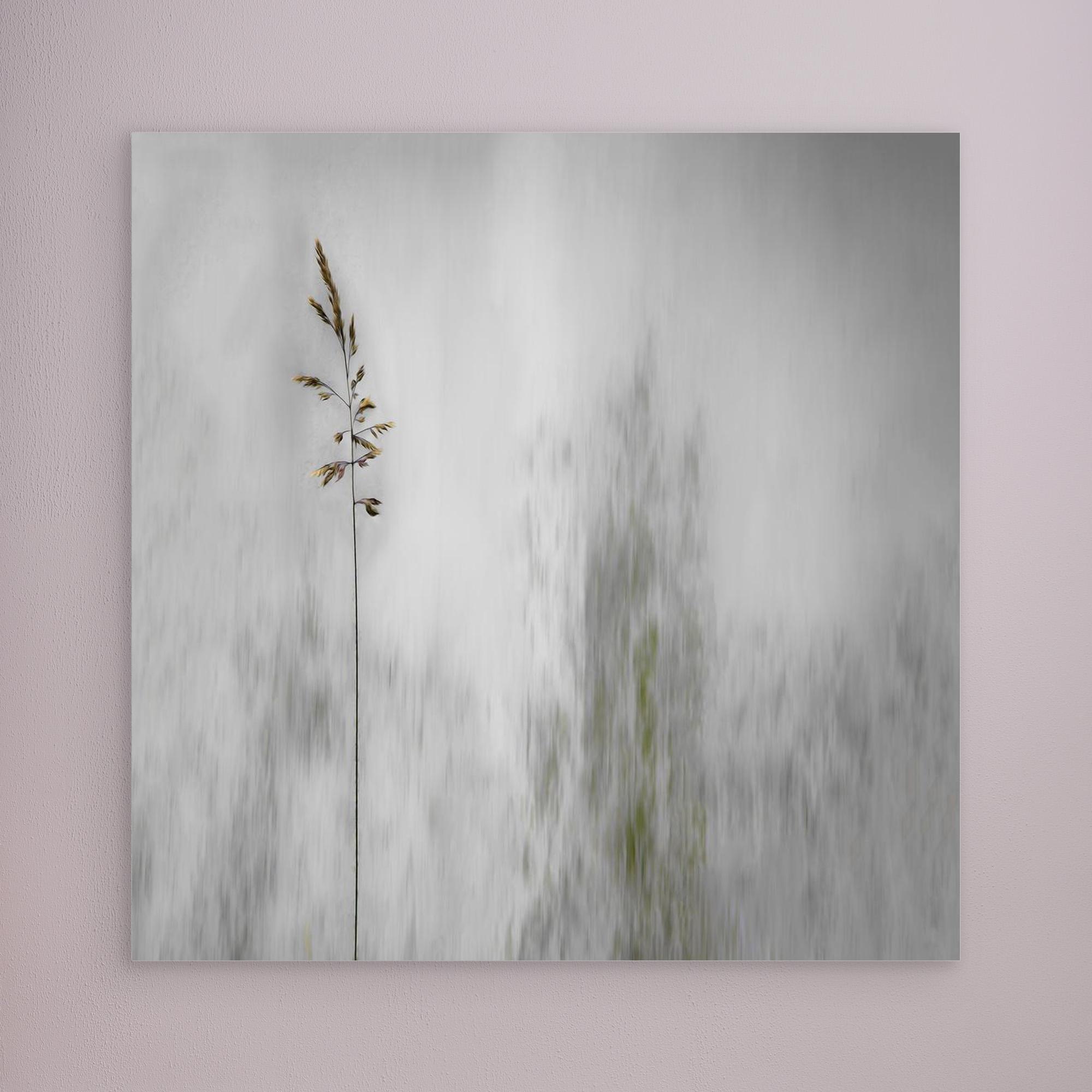 blade of grass by Gilbert Claes