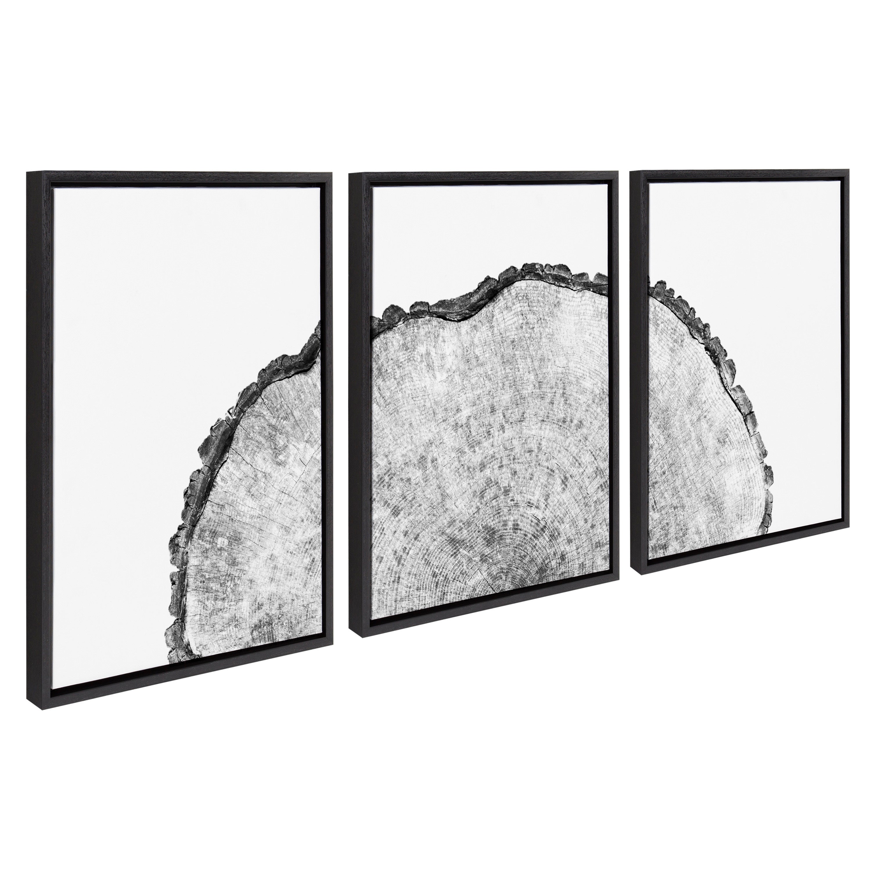 Sylvie Tree Rings Set Framed Canvas by Emiko and Mark Franzen of F2Images
