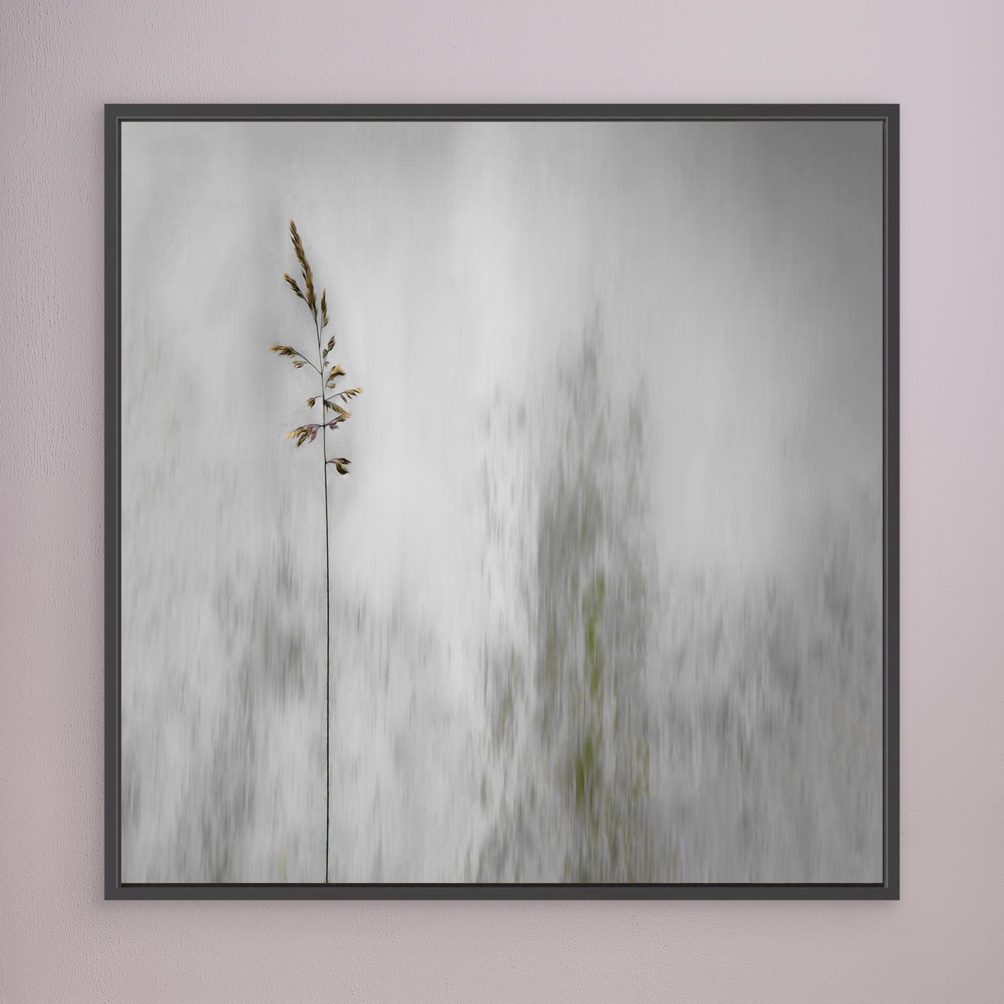 blade of grass by Gilbert Claes