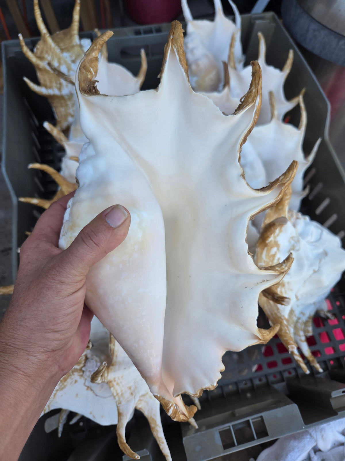 Large Lambis Truncata Giant Spider Conch Shell with Perio