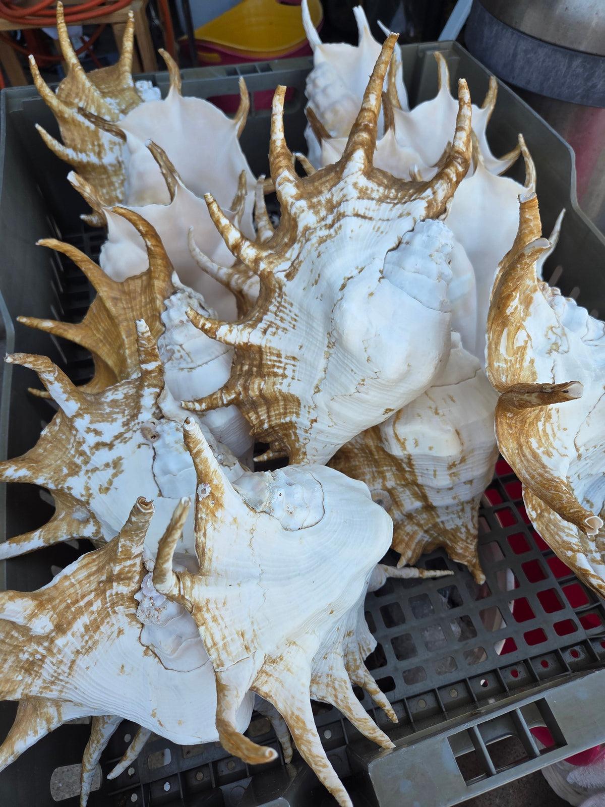Large Lambis Truncata Giant Spider Conch Shell with Perio