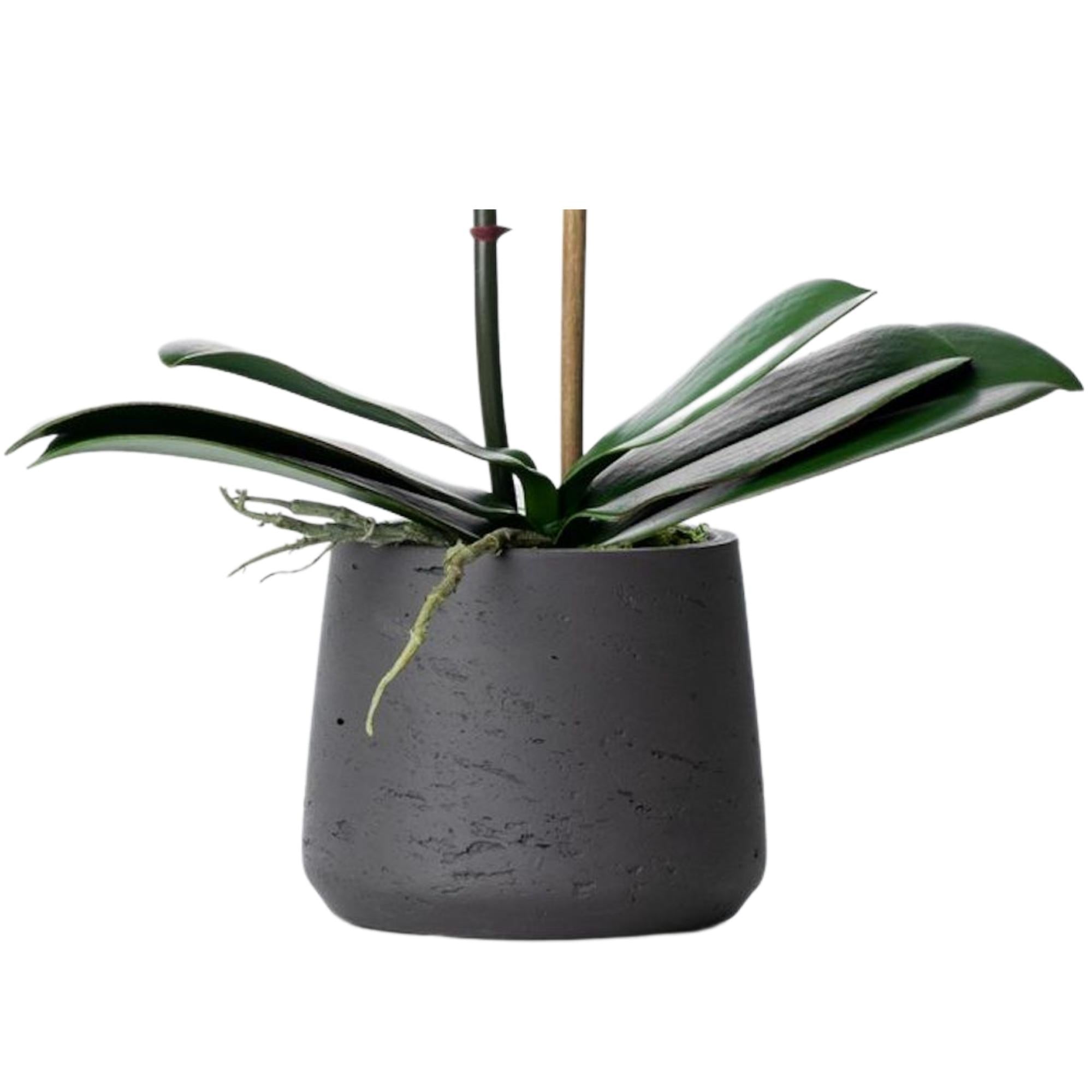 Artificial orchid plant - pink phalaenopsis orchid in black pot - 21"