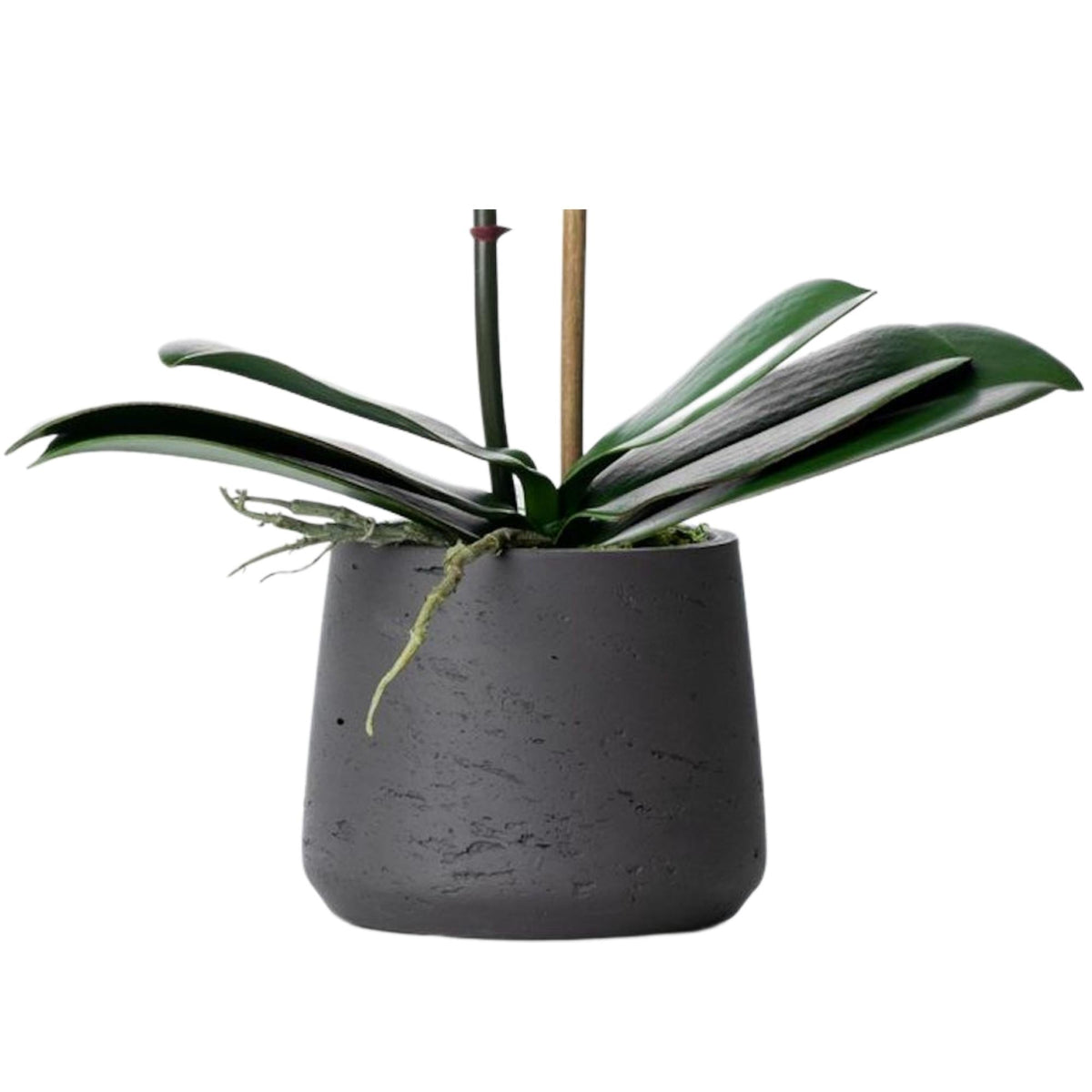 Artificial orchid plant - pink phalaenopsis orchid in black pot - 21"