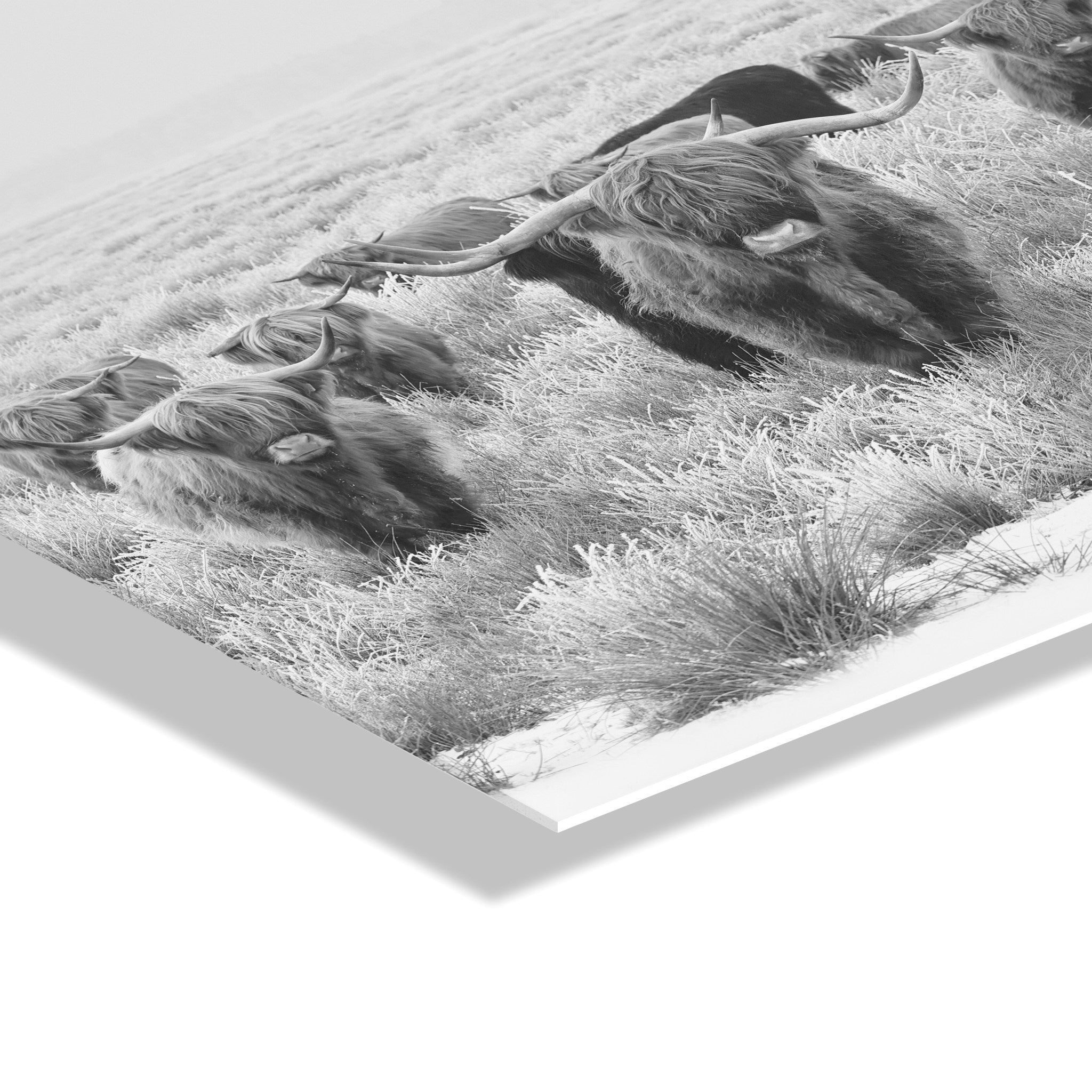 Herd of Highland Cows BW Floating Acrylic Art by The Creative Bunch Studio