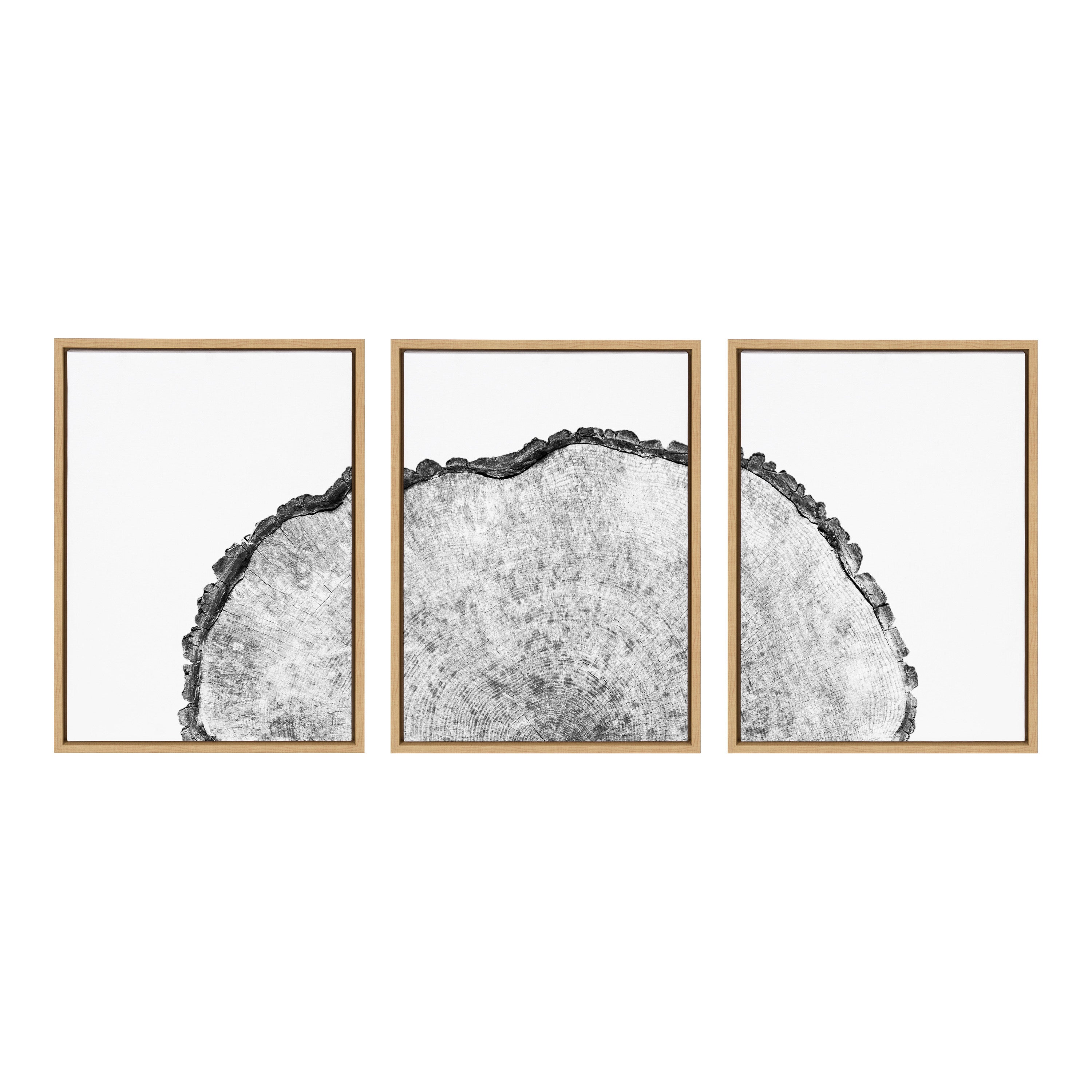 Sylvie Tree Rings Set Framed Canvas by Emiko and Mark Franzen of F2Images