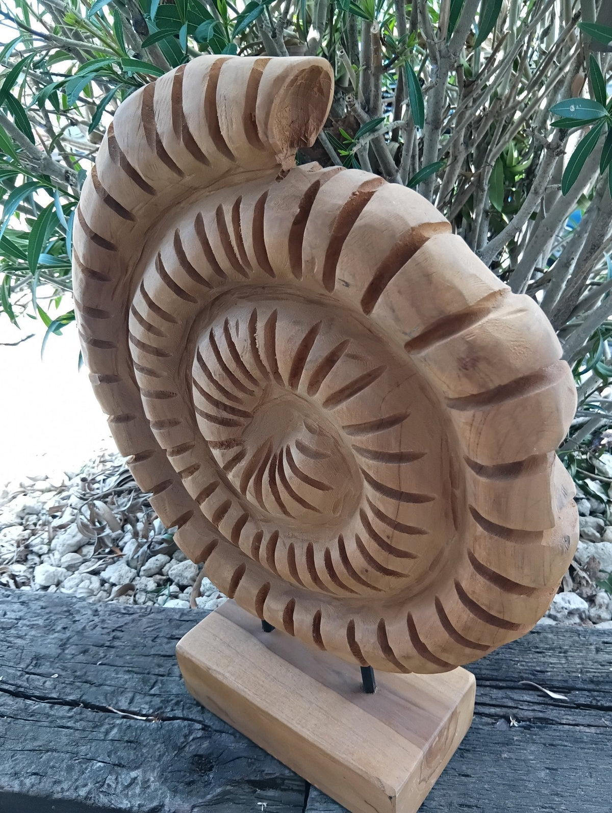 Wooden Ammonite Fossil Teak Sculpture – Coastal Carved Spiral Décor on Stand