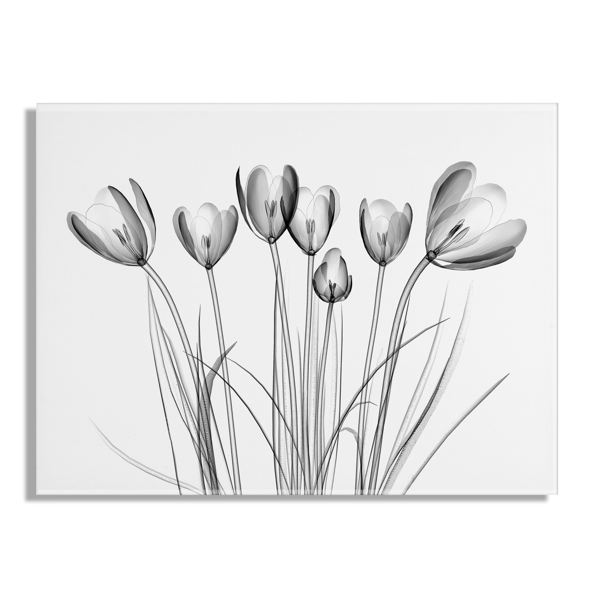 Crocus X Ray Floral Floating Acrylic Art by The Creative Bunch Studio