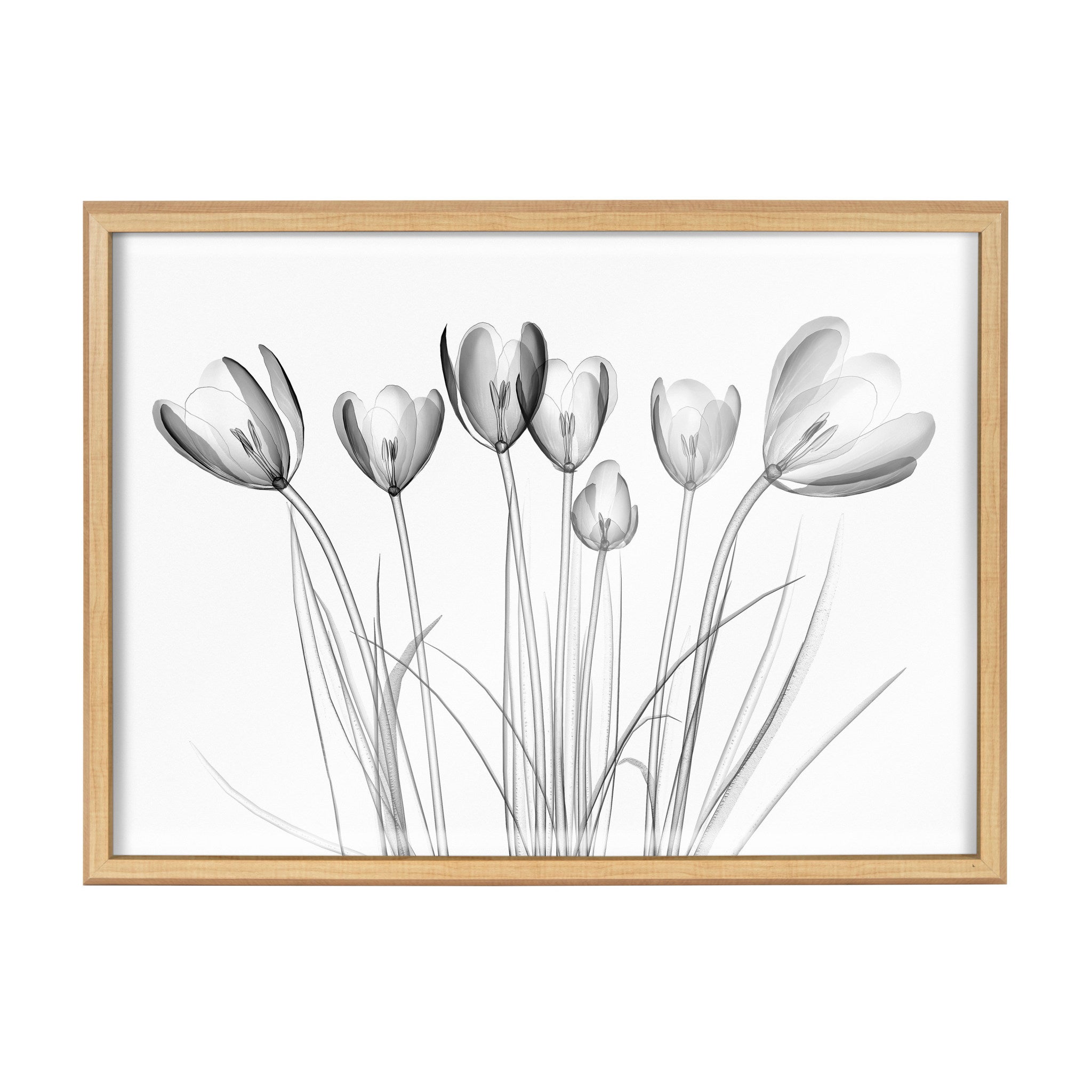 Blake Crocus X Ray Floral BW Framed Printed Art by The Creative Bunch Studio