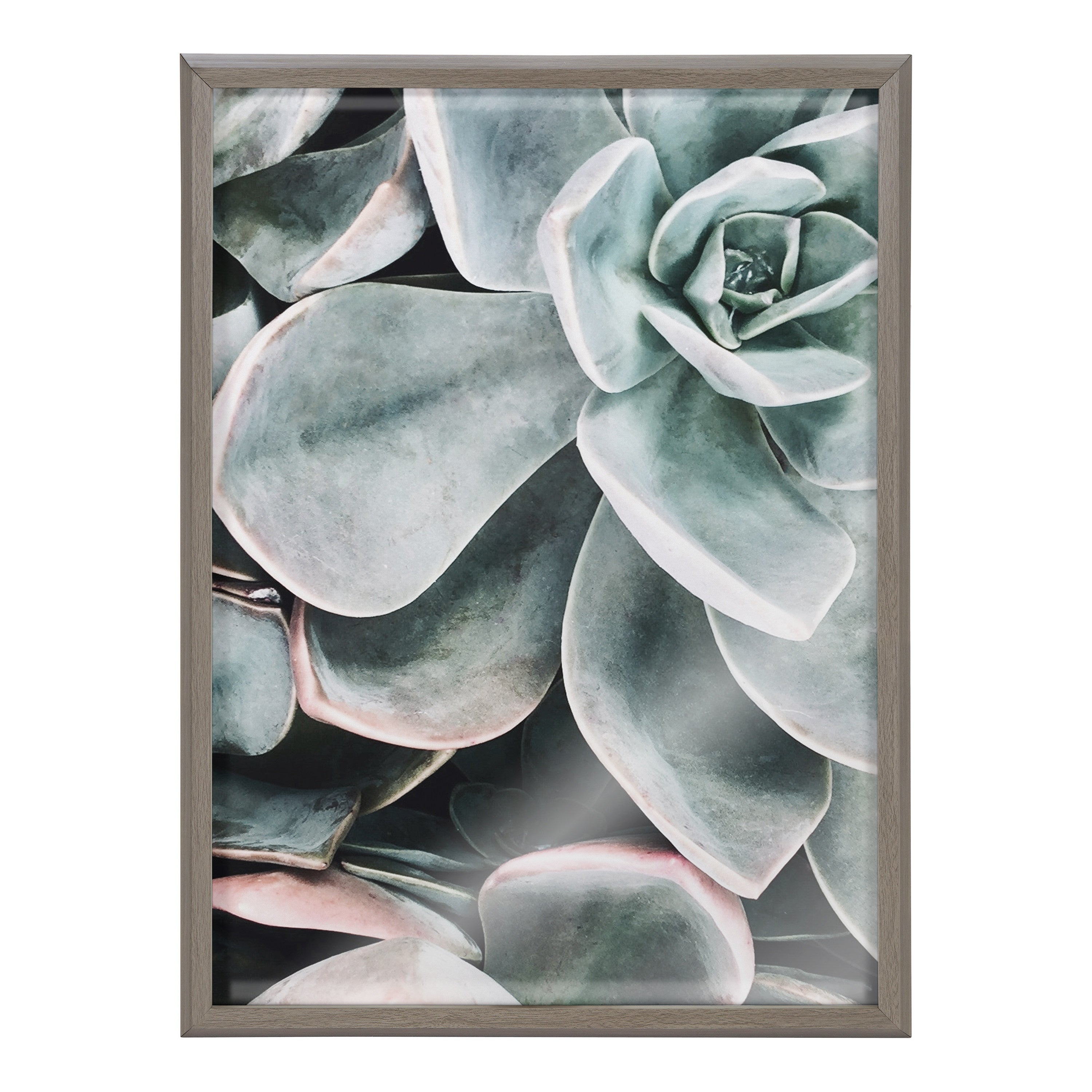 Blake Botanical Succulent Plants 2 Framed Printed Glass by The Creative Bunch Studio