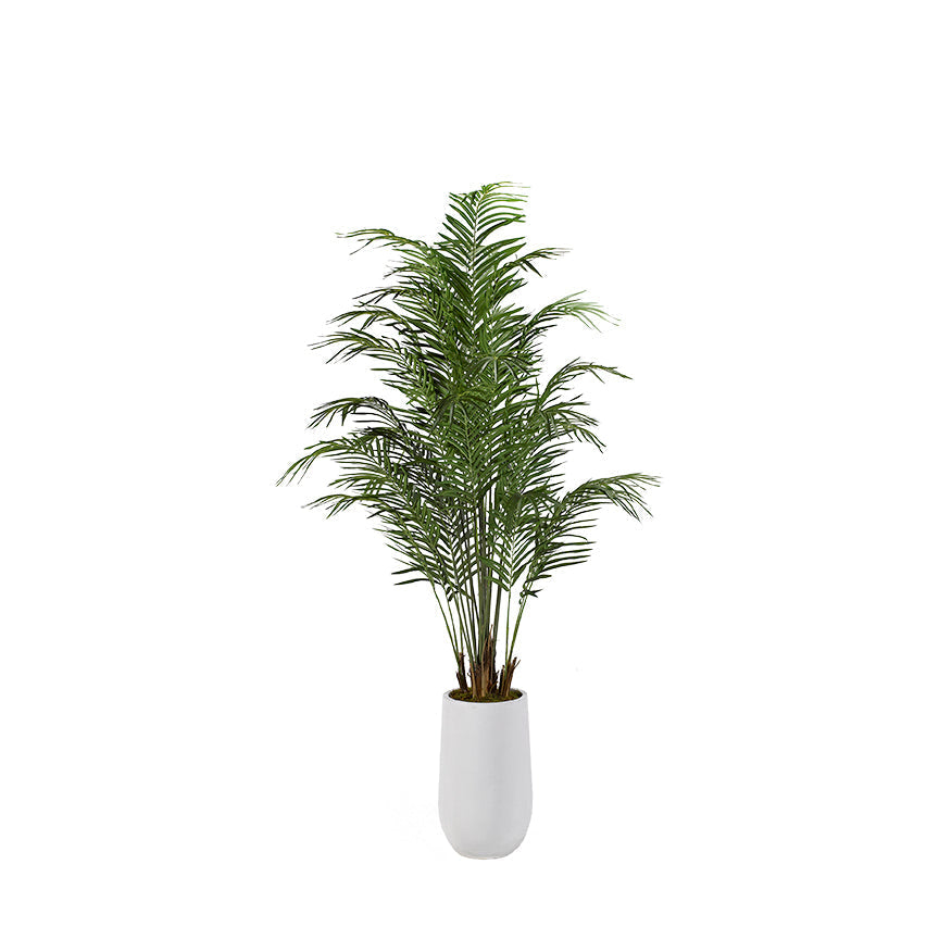 Areca Palm Tree in White Planter 8′-0