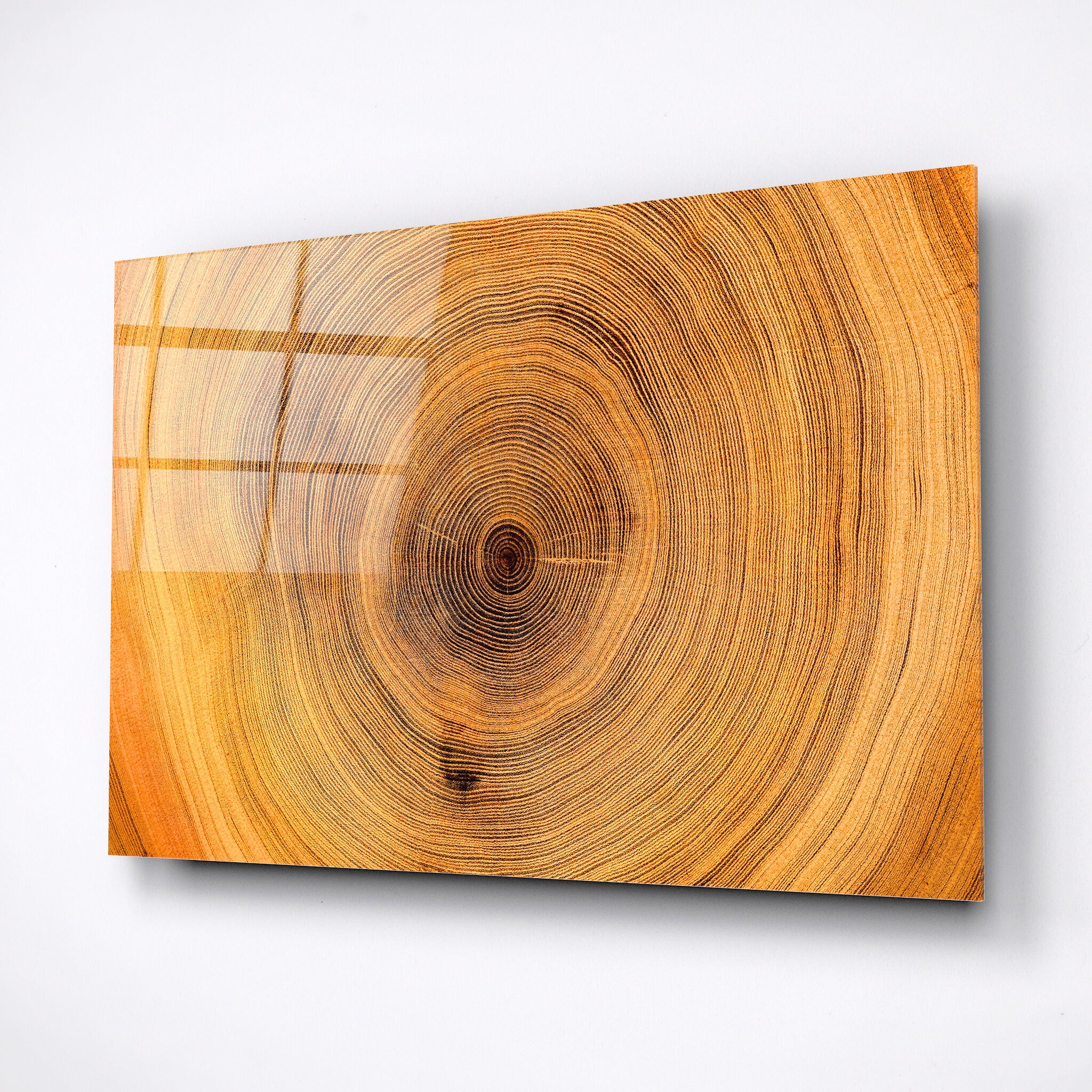 Centuries old tree cut, brown nature print, glass wall art