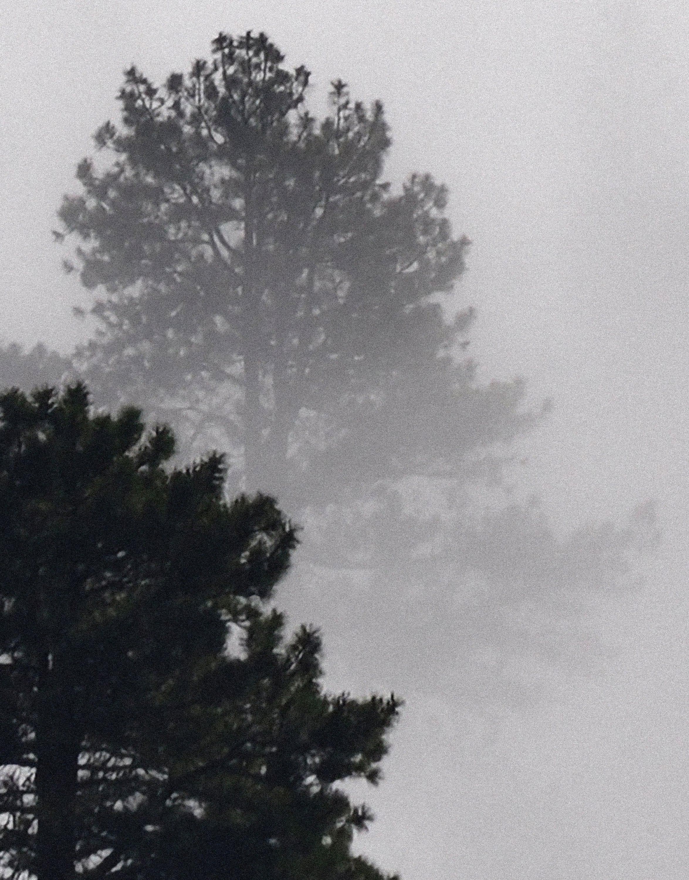 Foggy Forest Wallpaper Black and White Wall Mural. #6368