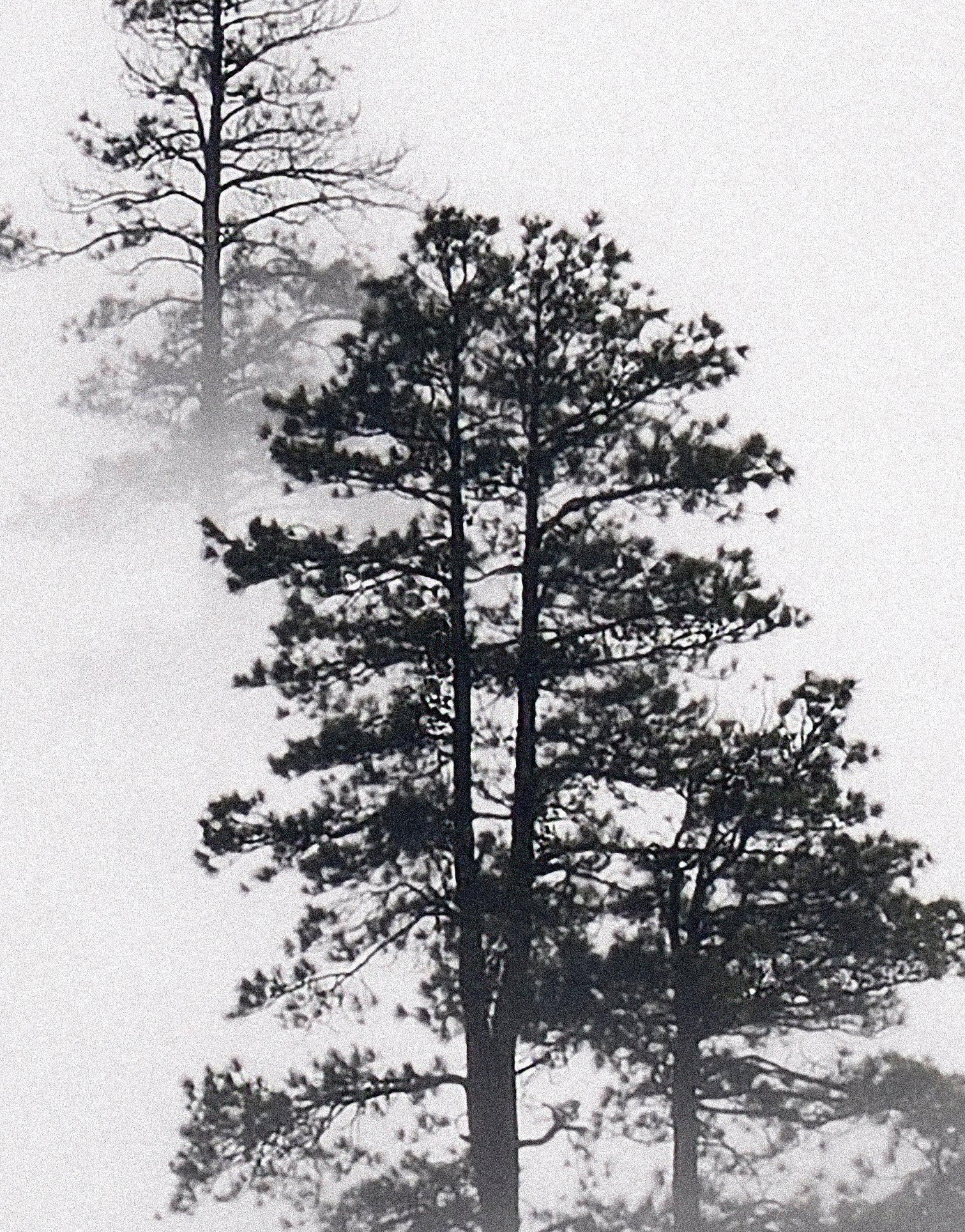 Foggy Forest Wallpaper Black and White Wall Mural. #6368
